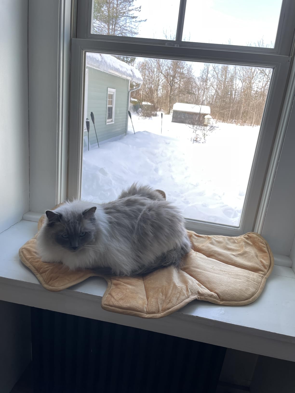 KOOLTAIL Self Warming Cat Bed Mat for Indoor Cats Dogs, Reversible Cozy Pet Heated Pad Blanket with Thermal Foil, Thicken Cat Window Perch, Puppy Kitten House for Crate, Desk, Floor, Outdoor, Maple Leaf Customer Review KOOLTAIL Self Warming Cat Bed Mat for Indoor Cats Dogs, Reversible Cozy Pet Heated Pad Blanket with Thermal Foil, Thicken Cat Window Perch, Puppy Kitten House for Crate, Desk, Floor, Outdoor, Maple Leaf - Customer Photo 1