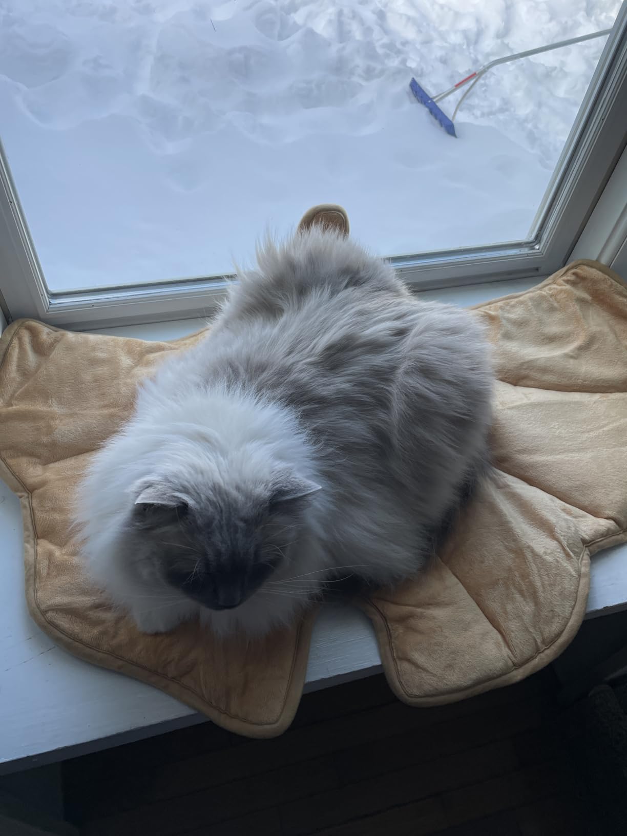KOOLTAIL Self Warming Cat Bed Mat for Indoor Cats Dogs, Reversible Cozy Pet Heated Pad Blanket with Thermal Foil, Thicken Cat Window Perch, Puppy Kitten House for Crate, Desk, Floor, Outdoor, Maple Leaf Customer Review KOOLTAIL Self Warming Cat Bed Mat for Indoor Cats Dogs, Reversible Cozy Pet Heated Pad Blanket with Thermal Foil, Thicken Cat Window Perch, Puppy Kitten House for Crate, Desk, Floor, Outdoor, Maple Leaf - Customer Photo 2