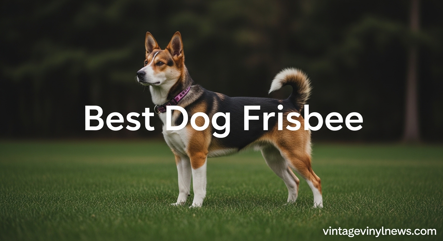 Best Dog Frisbee