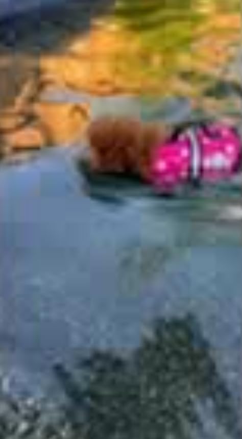 Paws Aboard Dog Life Jacket - Swimming Vest for Dogs, Adjustable, Reflective, Comfortable, Multiple Colors, Patterns customer photo 1