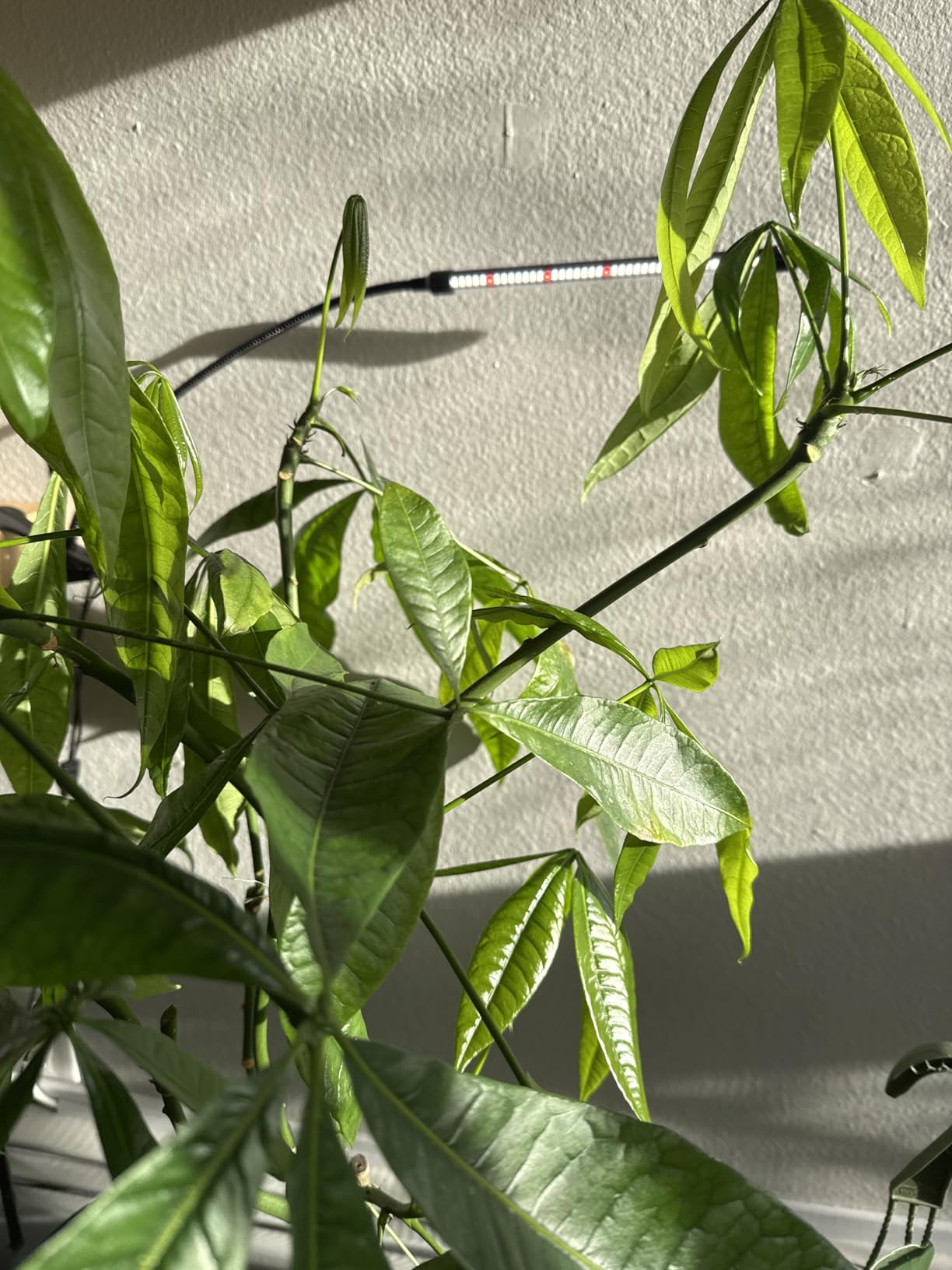 Bonide Captain Jack's Neem Oil, 32 oz Ready-to-Use Spray, Multi-Purpose Fungicide, Insecticide and Miticide for Organic Gardening customer photo 2