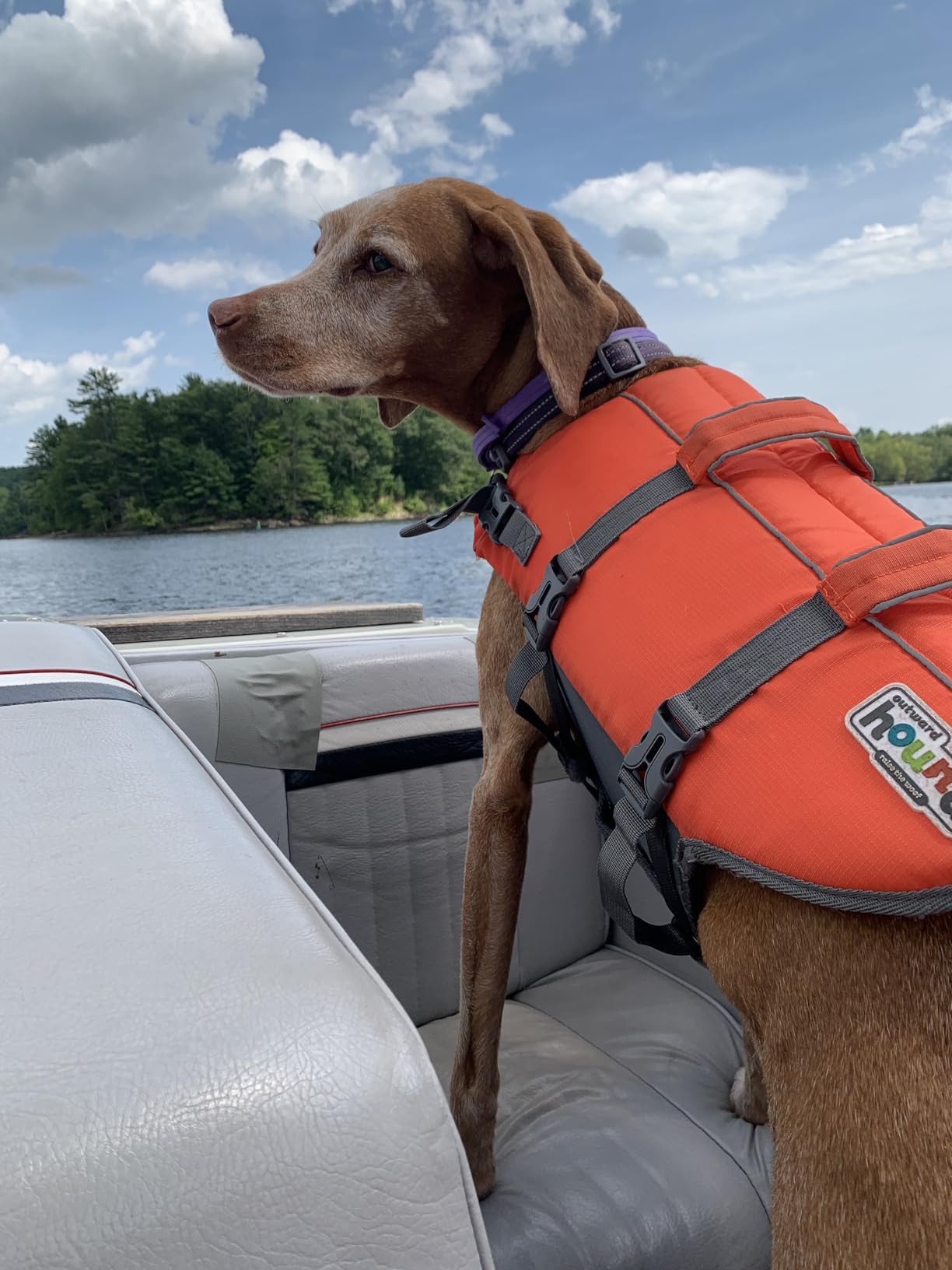 Outward Hound Granby Splash Orange Dog Life Jacket customer photo 2