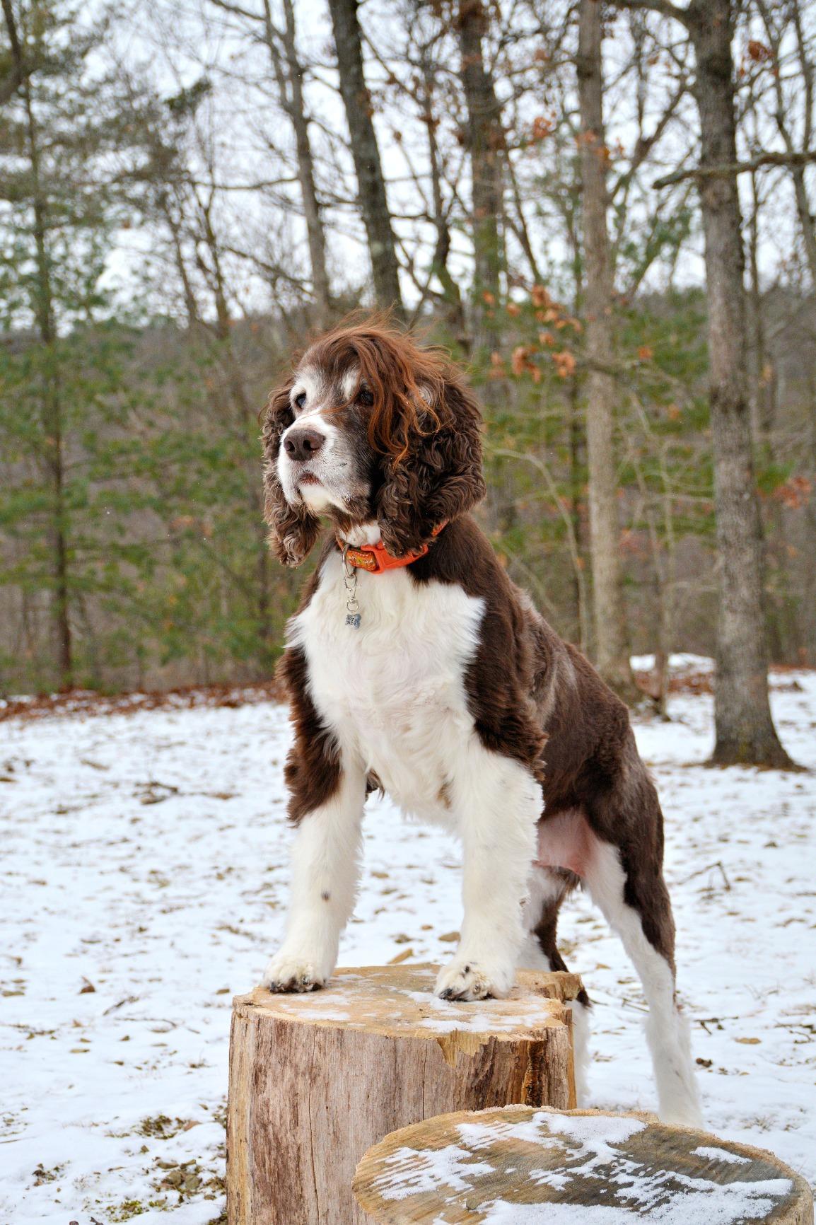 Terry Ryan Click Stick by Karen Pryor - All-in-One Retractable Target Stick & Dog Clicker for Effective Pet Training, Telescopes 6-23 Inch, Includes Expert Training Guide, Durable & Easy to Use customer photo 2