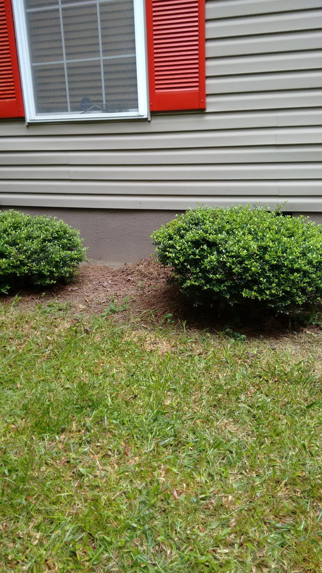 BLACK+DECKER 3-in-1 String Trimmer/Edger & Lawn Mower, 6.5-Amp, 12-Inch, Corded - MTE912 customer photo 1