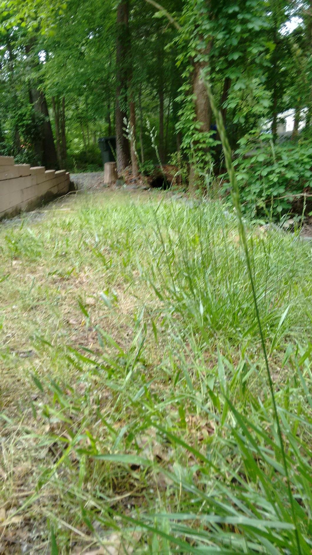 BLACK+DECKER 3-in-1 String Trimmer/Edger & Lawn Mower, 6.5-Amp, 12-Inch, Corded - MTE912 customer photo 2