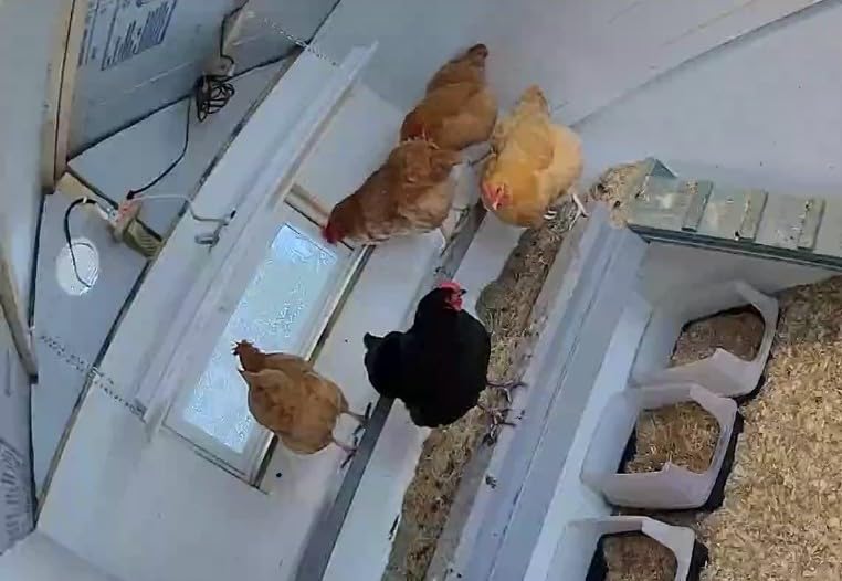 SWEETER HEATER Safe Heater for Chicks, Coops, & Animals, OH11x40, 150 Watt customer photo 1