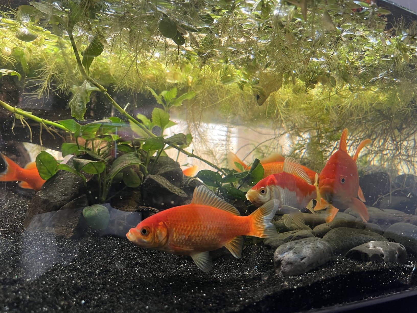 SeaChem - Large Aquarium Fish Tank Filter, Tidal 110 Gallon (400 Liters) by Sicce customer photo 2