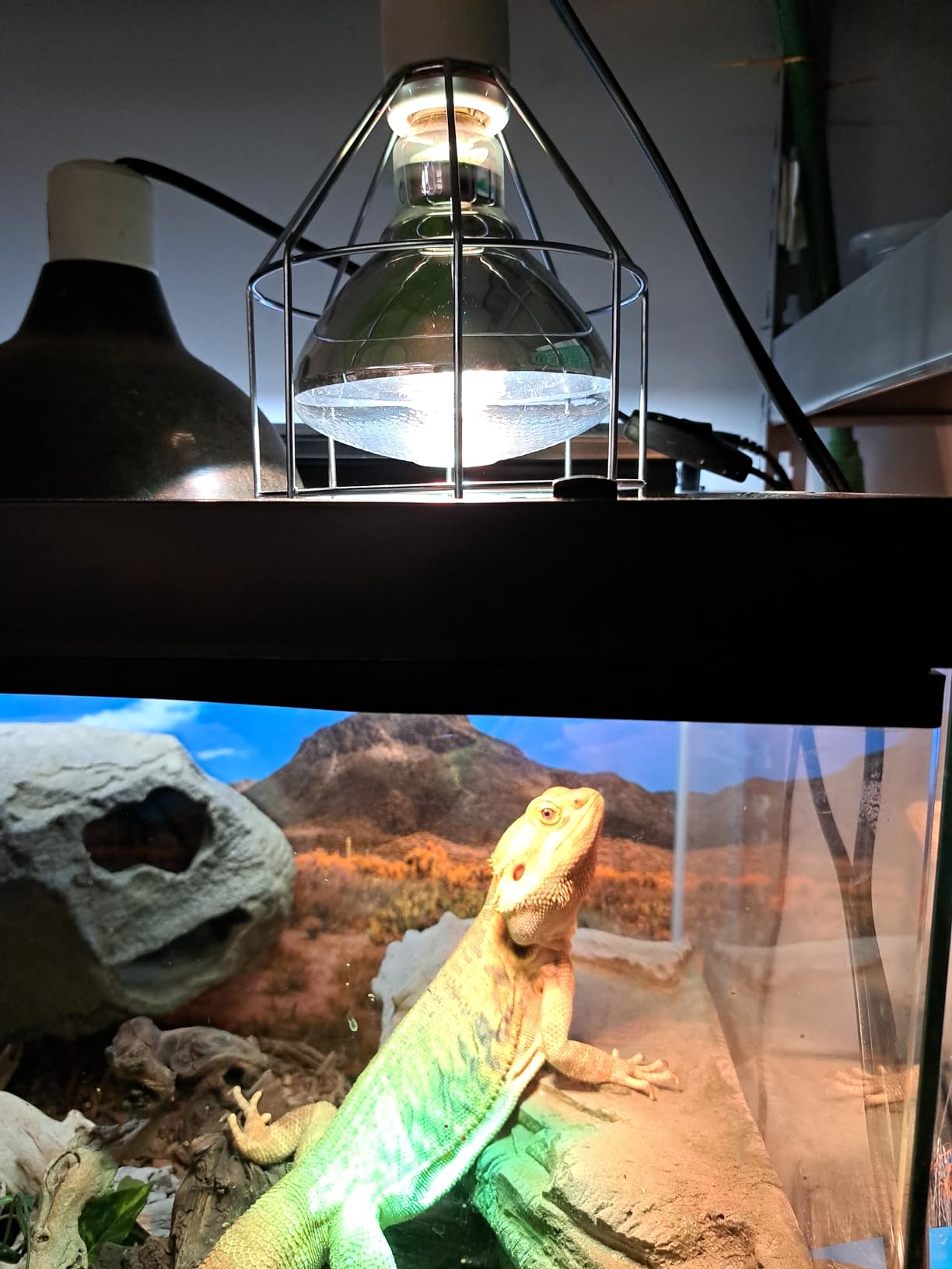 LUCKY HERP 100W UVA+UVB Full Spectrum Vapor Heat Lamp Bulb, High Intensity Self-Ballasted Heat Basking Lamp for Reptile and Amphibian customer photo 1