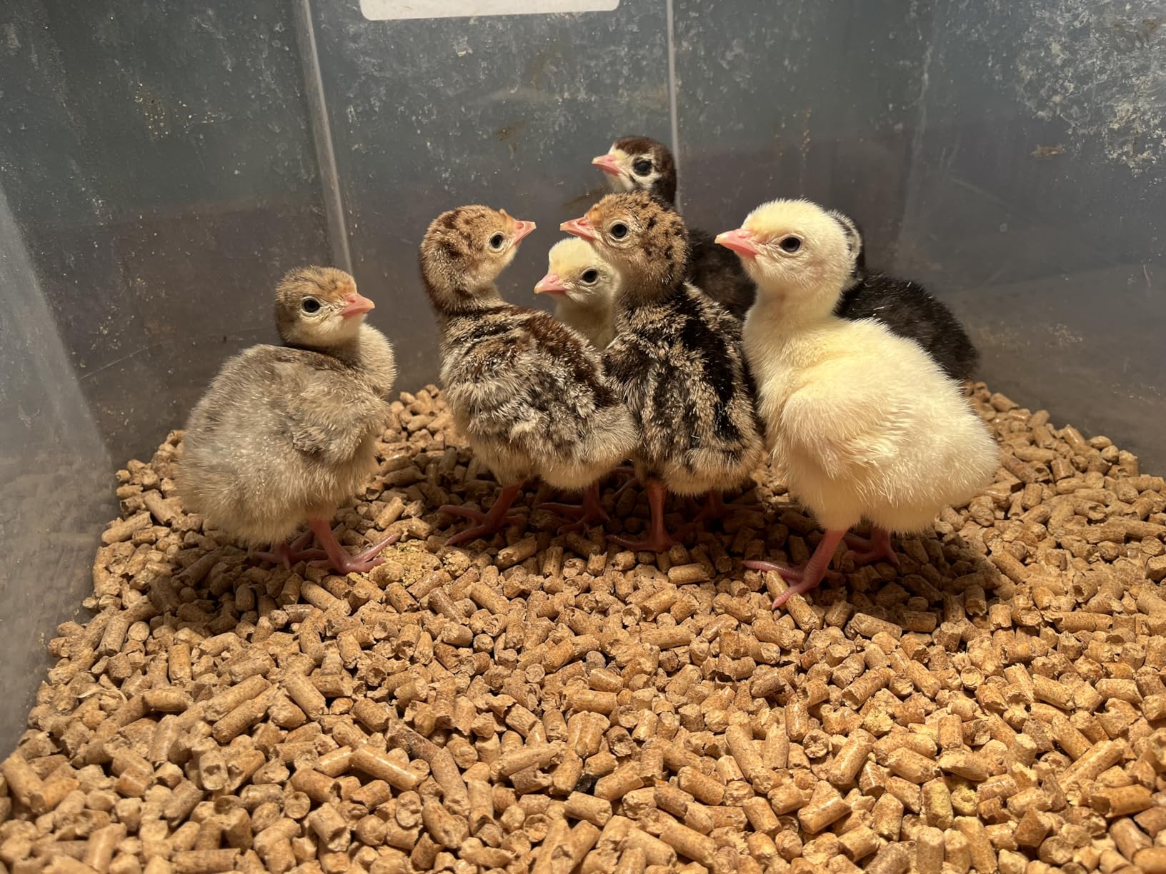 8 Best Incubator for Chicken Eggs (March 2026) Top Tested - VVN News