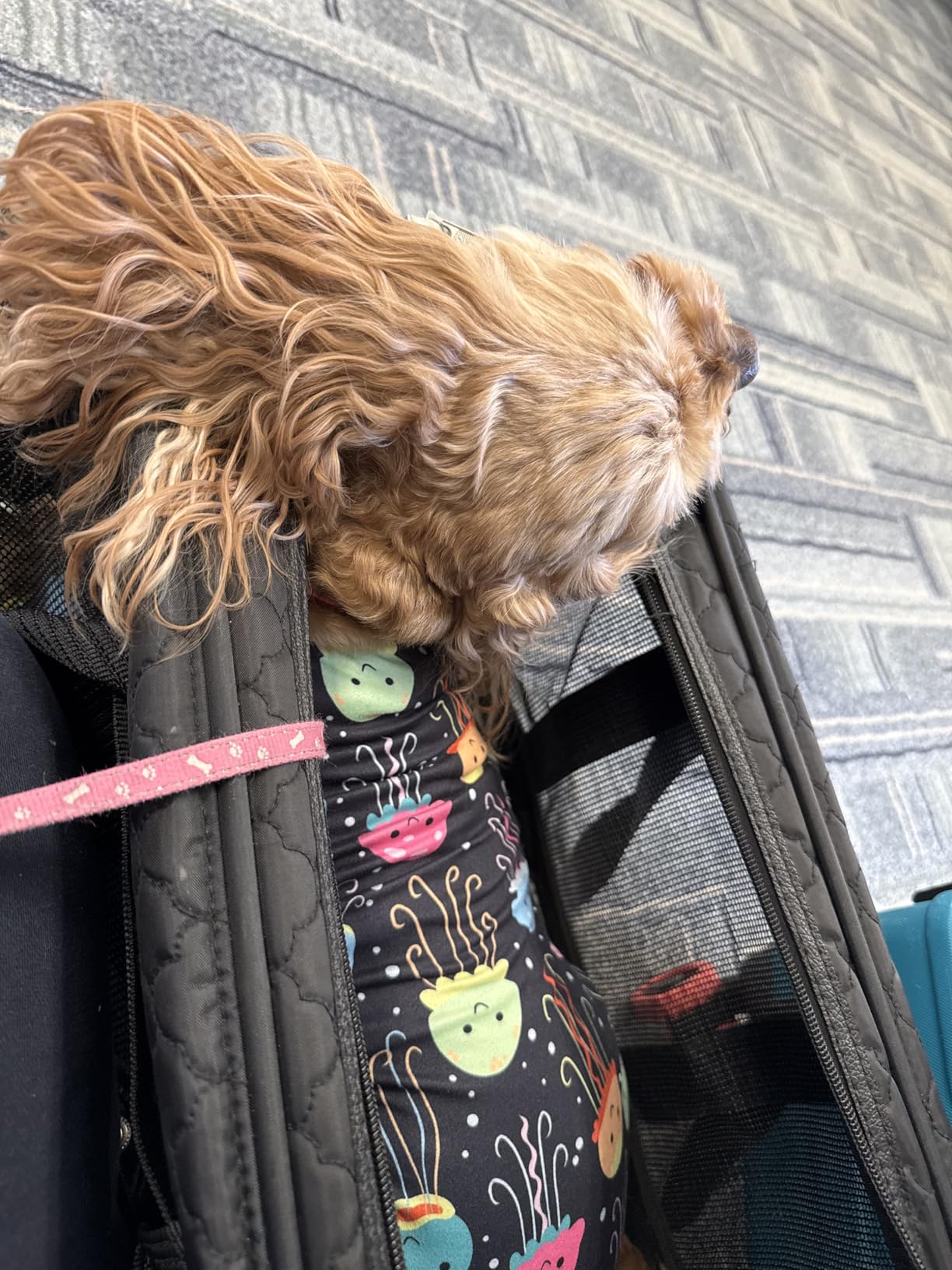 Sherpa Pet Carrier Airline Approved with Spring Wire Frame - Cat & Dog Carrier for In-Cabin Travel, Mesh Ventilation, Locking Zippers - Black Lattice, Large customer photo 1