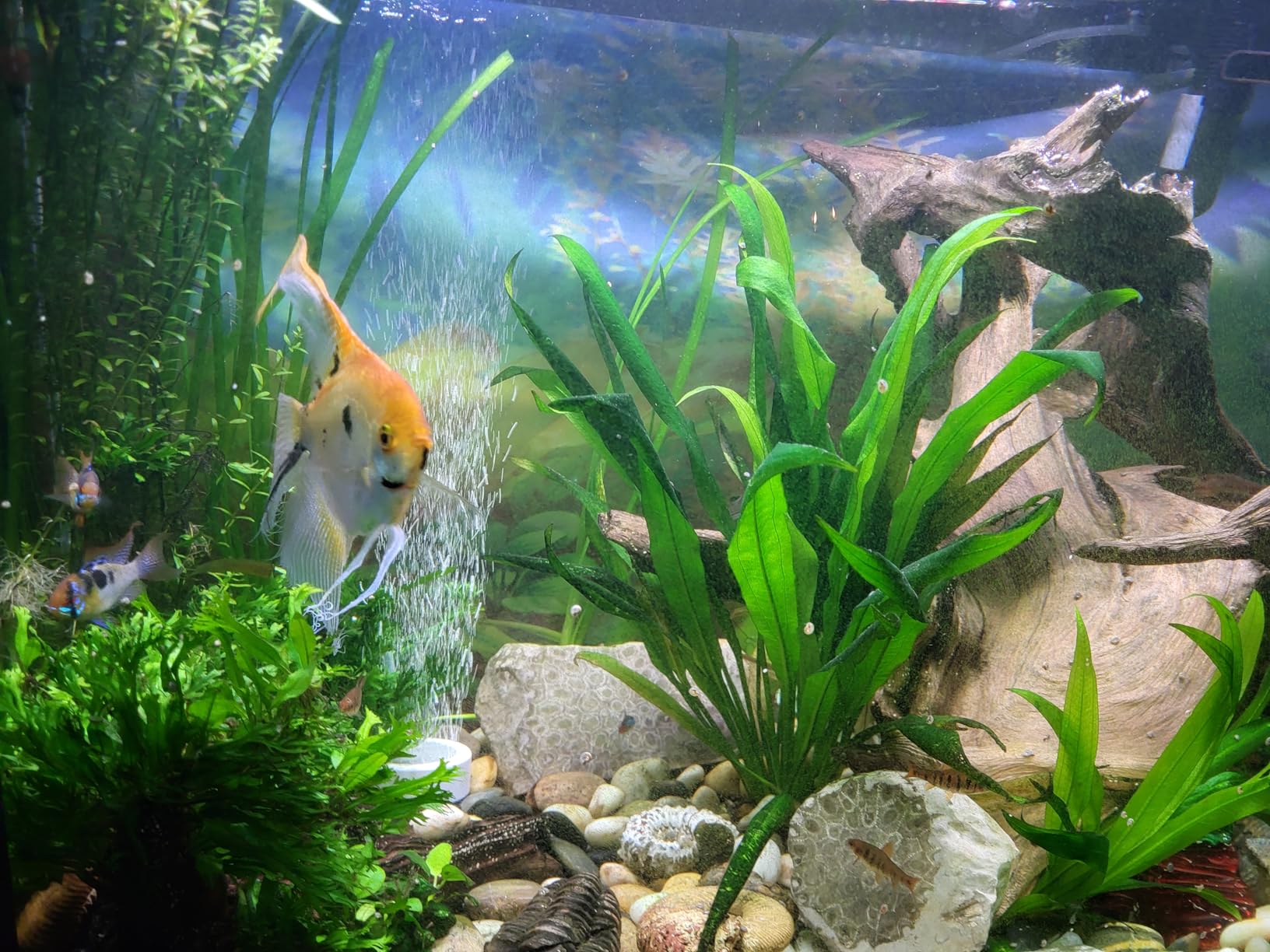 Fluval 207 Performance Canister Filter - for Aquariums Up to 45 Gallons - Aquarium Canister Filter customer photo 1