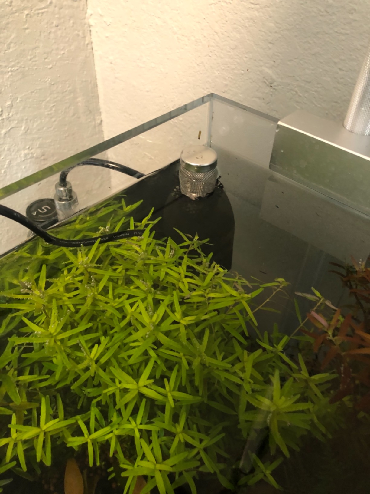 Aquatop Aquarium Surface Skimmer - 65 GPH Flow Rate - Efficient Waste Removal - Ideal for Tanks Up to 100 Gallons - Freshwater & Saltwater Compatible customer photo 2