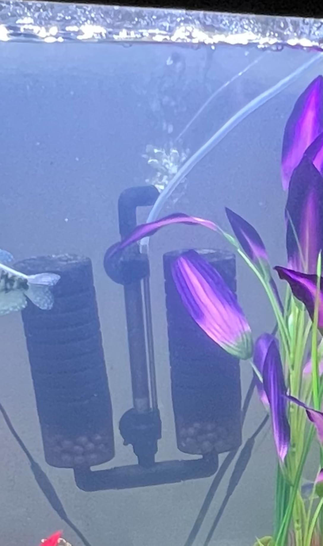 hygger Aquarium Double Sponge Filter for Fresh Water and Salt-Water Fish Tank (M) customer photo 1