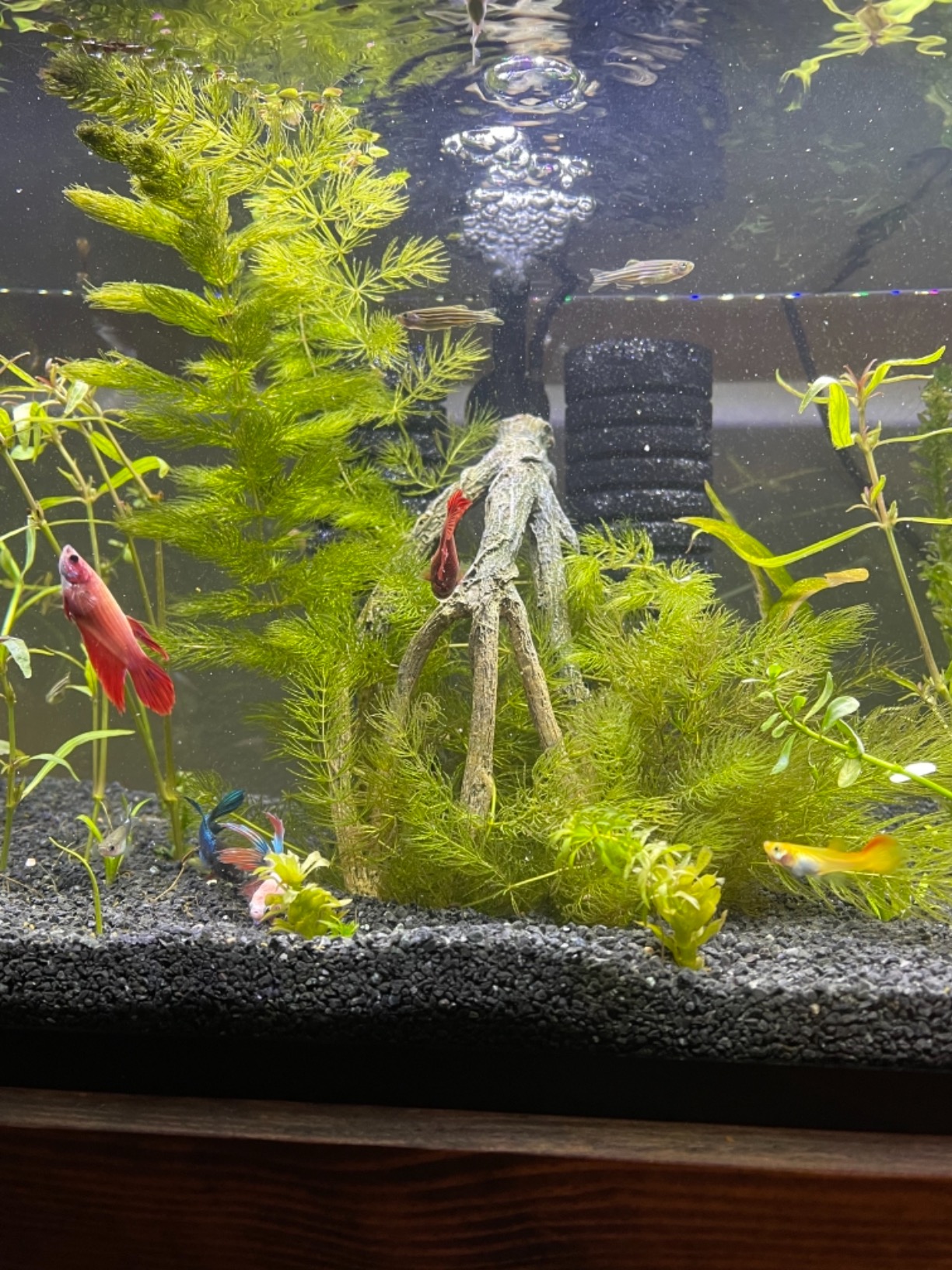 hygger Aquarium Double Sponge Filter for Fresh Water and Salt-Water Fish Tank (M) customer photo 2