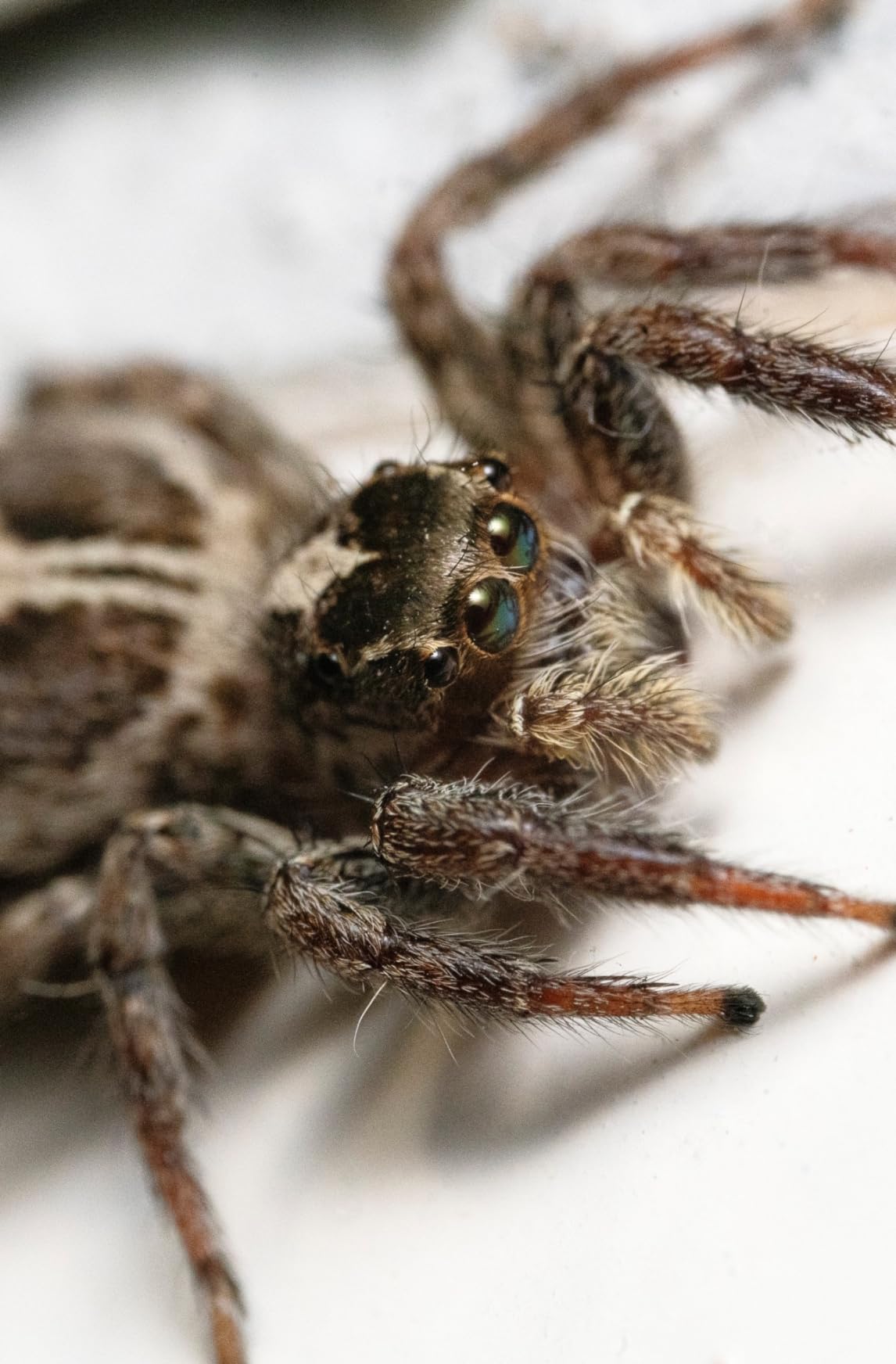 Venus Laowa 100mm f/2.8 2X Ultra Macro APO SLR Macro Lens (Black) Full Frame - for Sony E customer photo 1