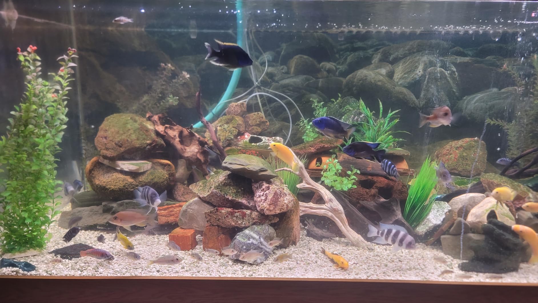 hygger Advanced LED Aquarium Light with Timer, 24/7 Lighting Cycle & DIY Mode, Full Spectrum Fish Tank Light for 48-54 in Freshwater Planted Tank customer photo 1