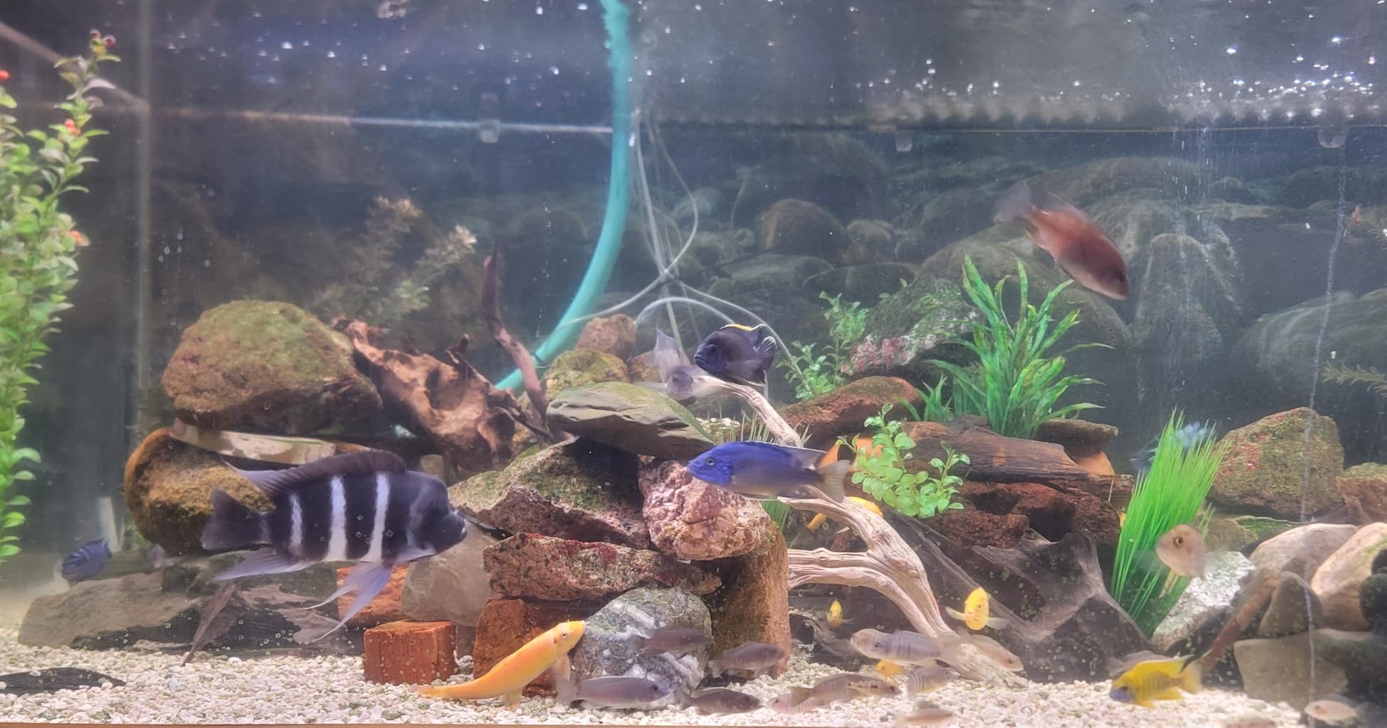 hygger Advanced LED Aquarium Light with Timer, 24/7 Lighting Cycle & DIY Mode, Full Spectrum Fish Tank Light for 48-54 in Freshwater Planted Tank customer photo 2