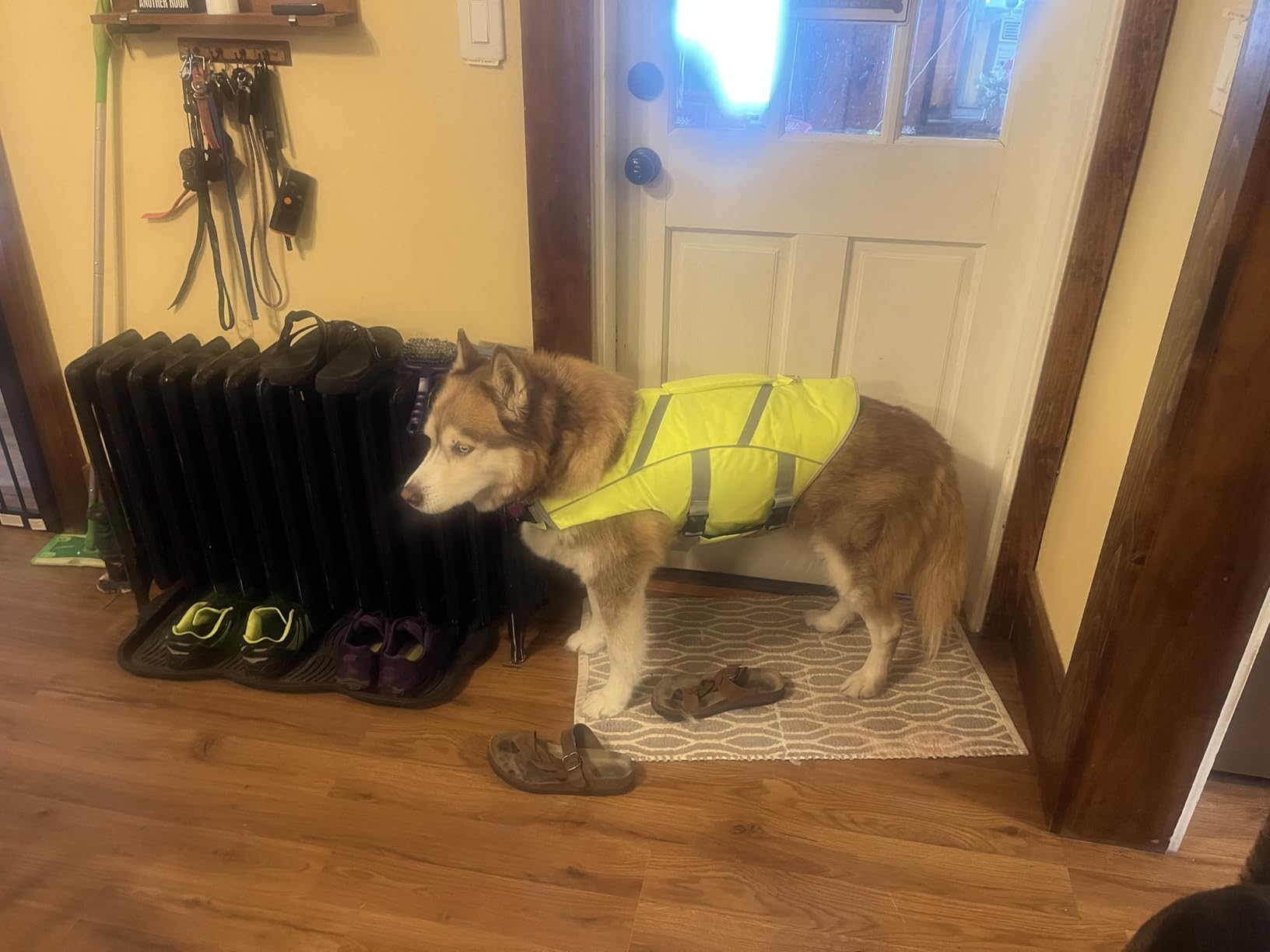 Kuoser Dog Life Jacket with Reflective Stripes - Adjustable High Visibility Vest, Ripstop Lifesaver, Pet Preserver with High Flotation Swimsuit customer photo 1