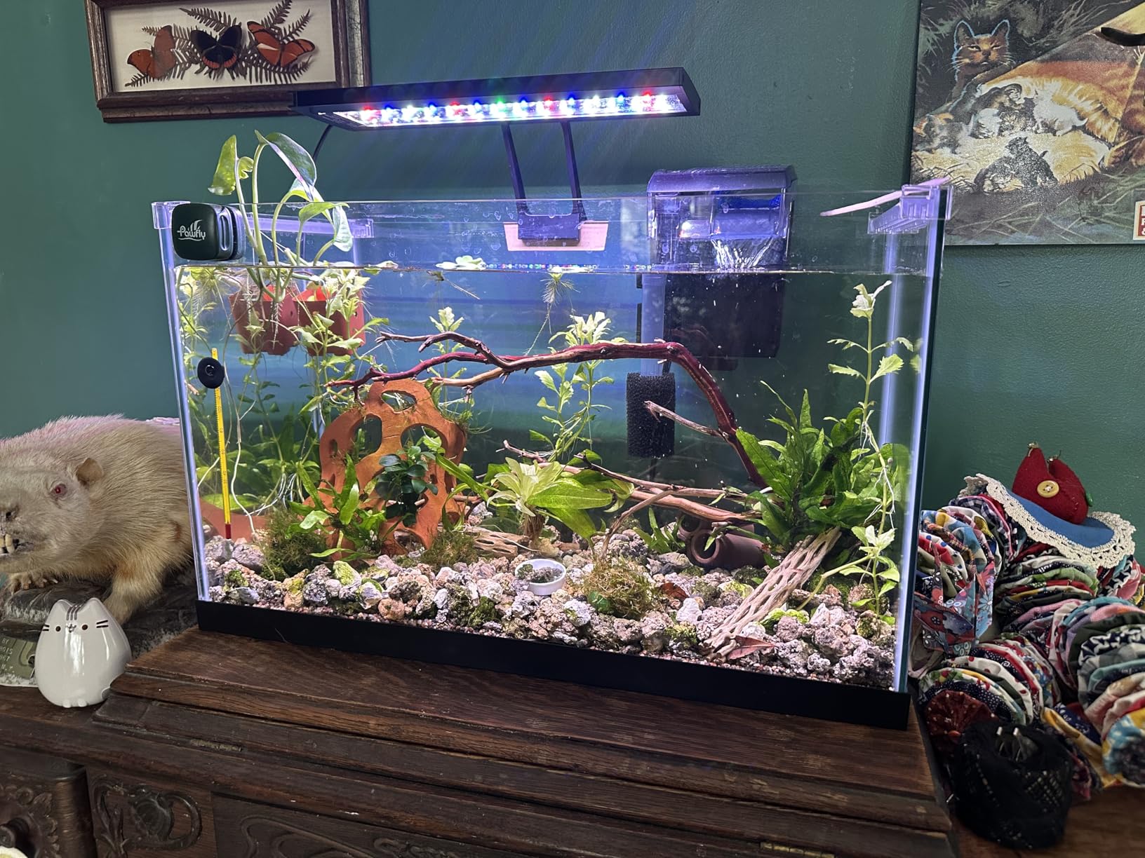 hygger Clip On 24/7 Lighting Aquarium LED Light, Sunrise-Daylight-Moonlight and DIY Mode, Adjustable Timer/Brightness Fish Tank Light with 7 Colors for Planted Tank (14W for 12~20in Tank) customer photo 2