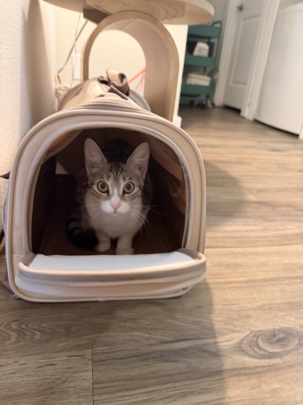 FUKUMARU Cat Carrier, Soft-Sided Small Dog Carrier, Large Cat Travel Bag with 4 Mesh Windows, Under 15 lb Airline Approved Pet Carrier with 4 Storage Pockets, Rollable Cover for Nervous Cats, Grey customer photo 2