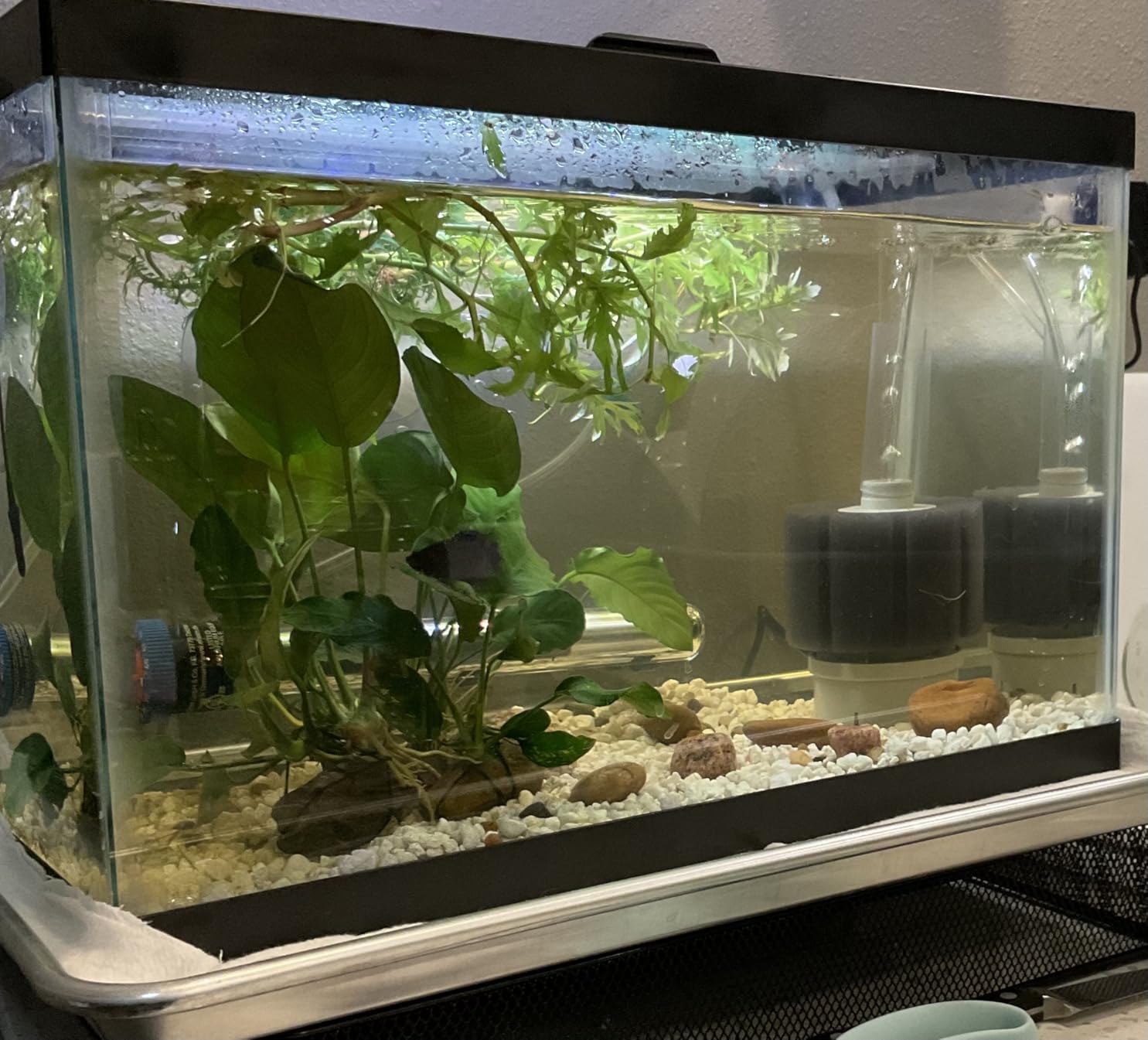 hygger 24/7 Mode Submersible Aquarium LED Light, Full Spectrum Hidden Fish Tank Light with 3 Rows Beads 7 Colors Auto On Off Sunrise-Daylight-Moonlight, Adjustable Timer Brightness 8W customer photo 1