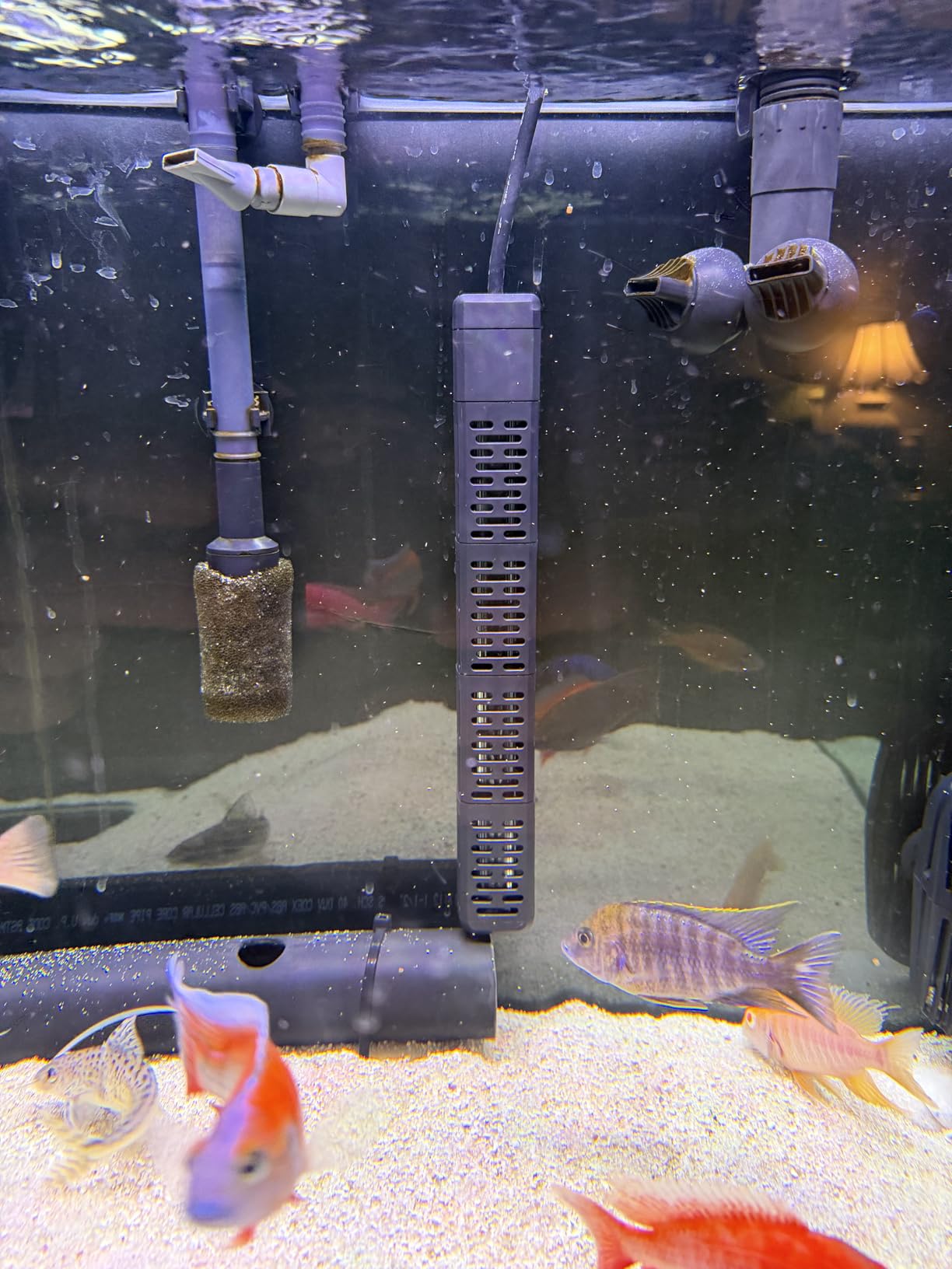 HiTauing Aquarium Heater, 50W/100W/200W/300W/500W Submersible Fish Tank Heater with Over-Temperature Protection and Automatic Power-Off When Leaving Water for Saltwater and Freshwater customer photo 2