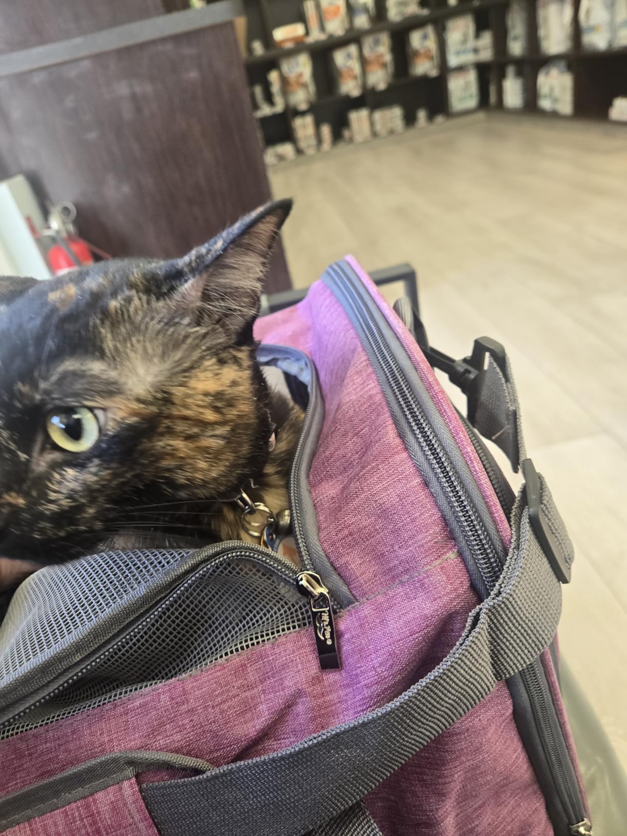 Mr. Pen- Pet Carrier, Cat Carrier, Dog Carrier, Cat Bag Carrier, Cat Travel Carrier, Soft Cat Carrier, Dog Travel Carrier, Pet Travel Carrier, Dog Soft-Sided Carriers customer photo 2