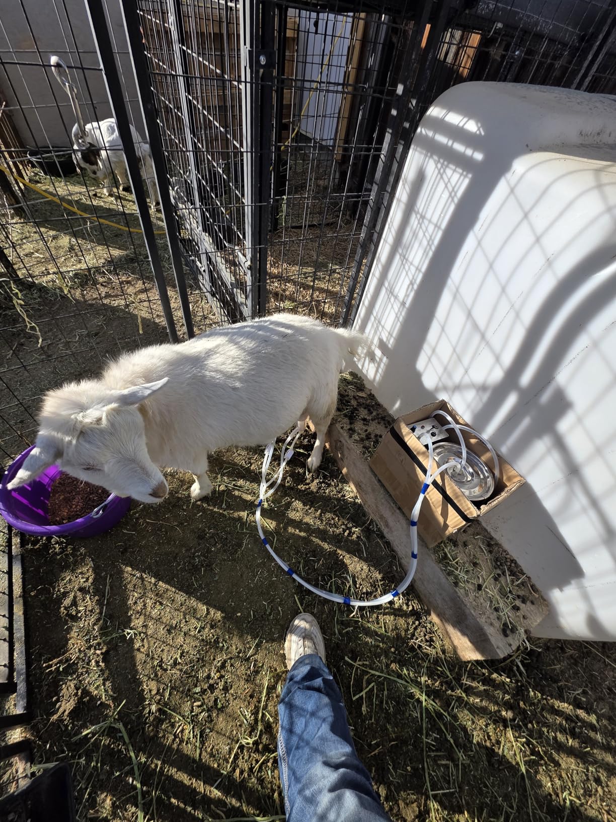 3L Goat Electric Milking Machine, Automatic Rechargeable Battery Powered Pulsation Vacuum Pump with 2 Teat Cups Stainless Steel Bucket for Goat(Battery Model) customer photo 1
