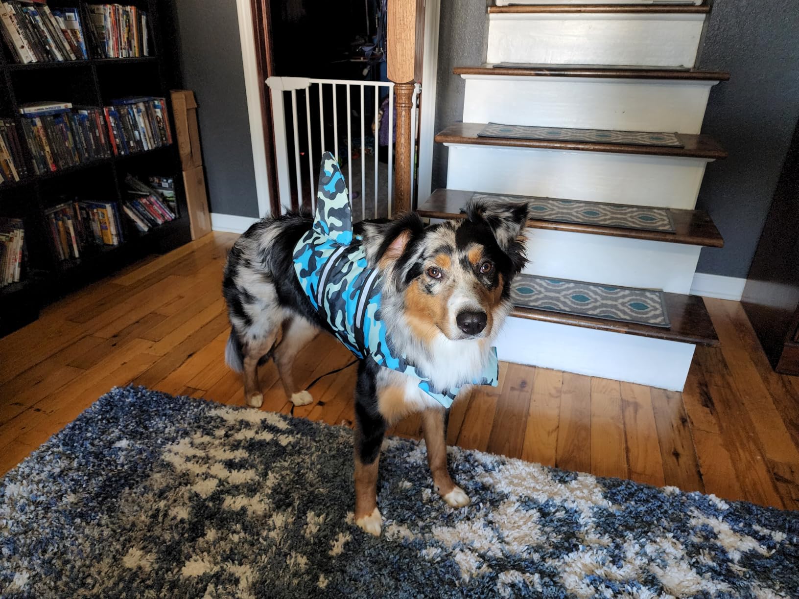 Fragralley Dog Life Jacket Shark, Dog Life Vest Adjustable Ripstop, Puppy Swimming Safety Vest with Superior Buoyancy & Rescue Handle customer photo 2
