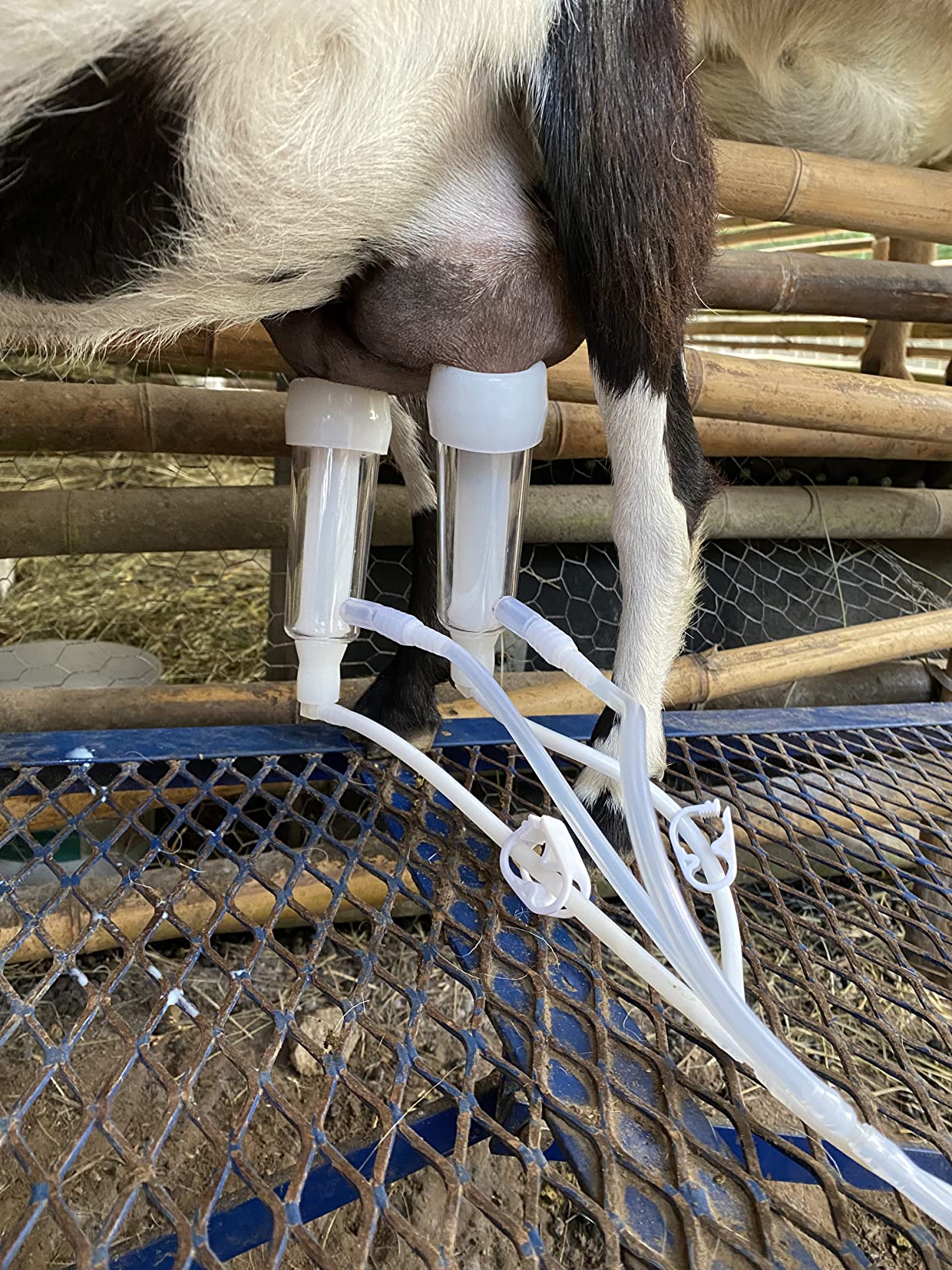 6L Goat Milking Machine, Rechargeable Pulsation Speed Adjustable Vacuum Pump with Pressure Gauge, 304 Stainless Steel Bucket Goat Milker Machine (Pro Plus) customer photo 1