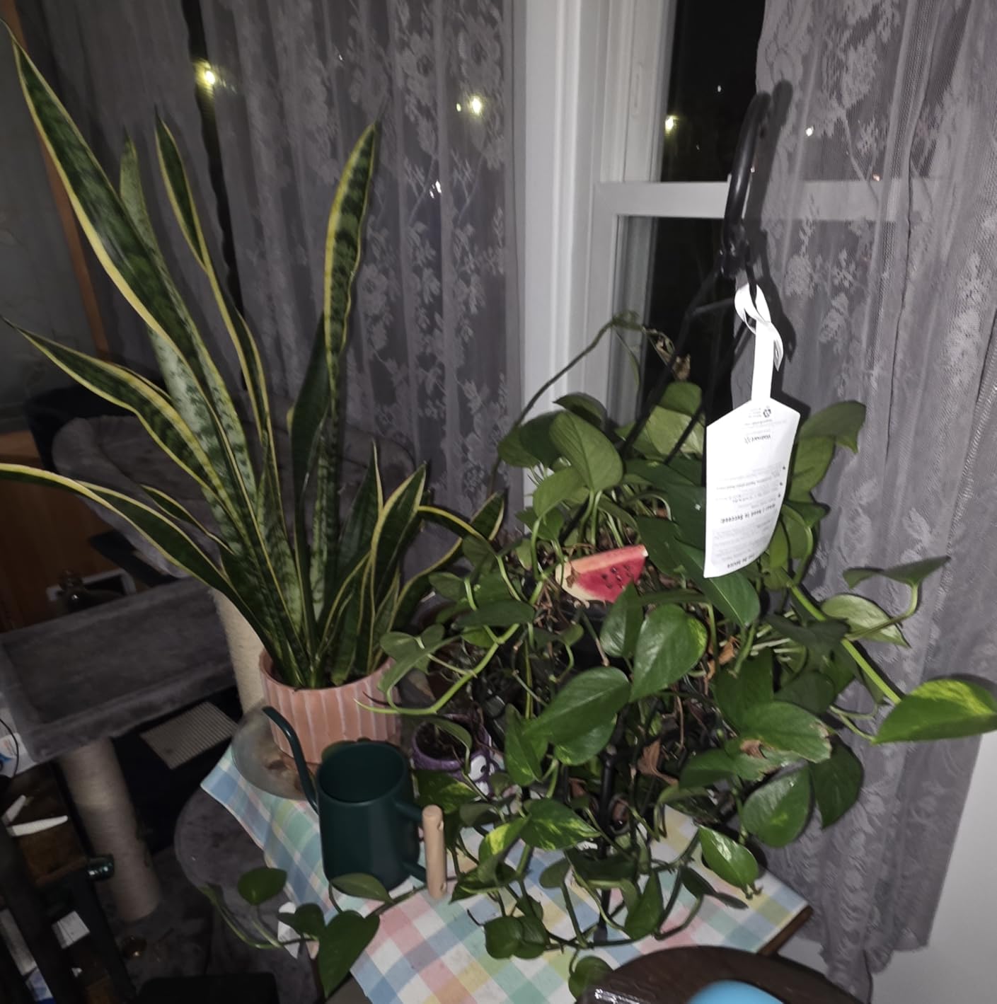 Watering Can for Indoor Plants, 35 oz/1000 ml Metal Stainless Steel Pot with Long Spout for House Plants Bonsai Outdoor Garden Flower Decorative (Black) customer photo 2