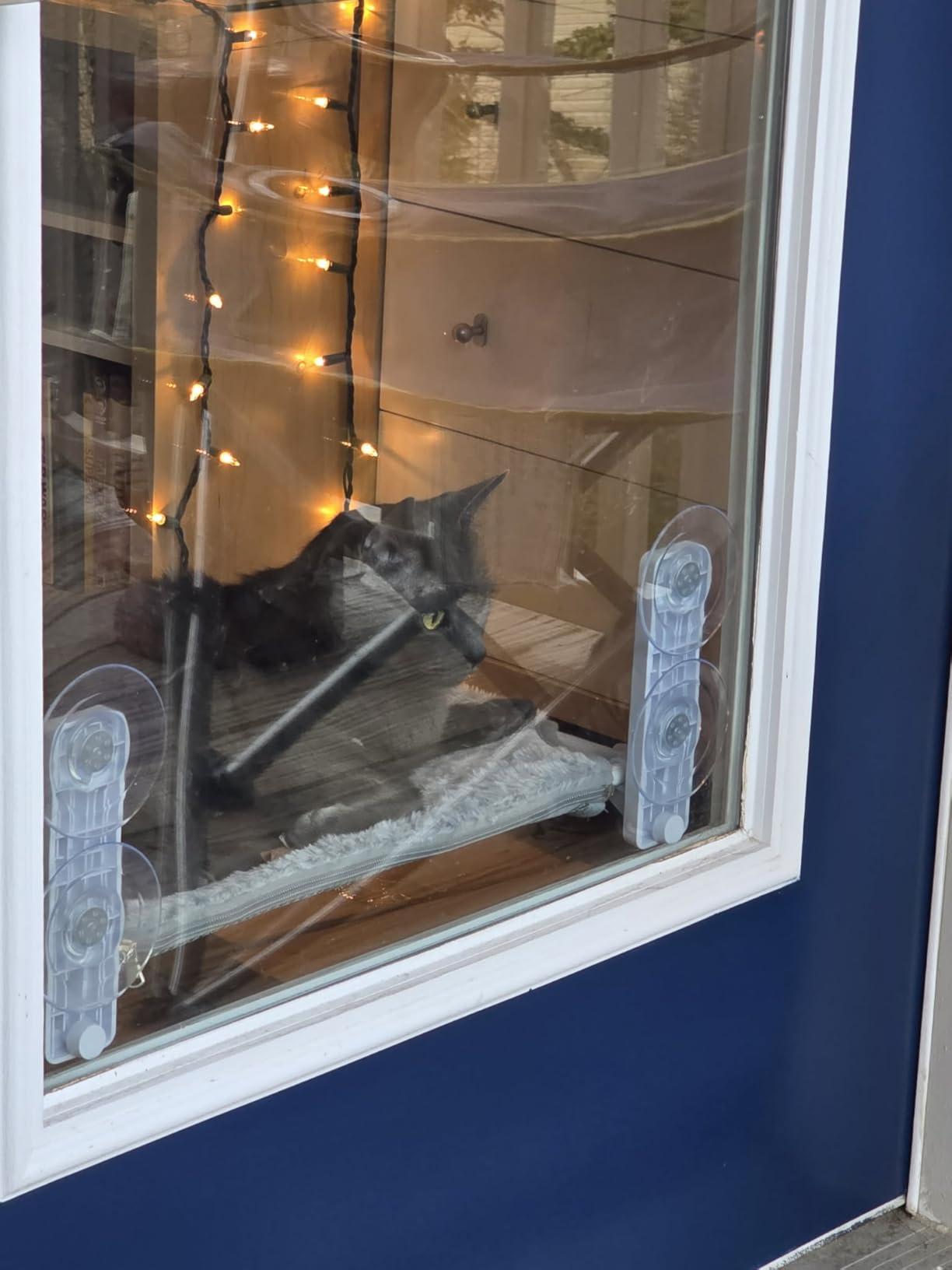 AMOSIJOY Cordless Cat Window Perch, Cat Hammock for Wall with 4 Suction Cups, Solid Metal Frame and Reversible Cover, Foldable Cat Beds for Indoor Cats customer photo 2