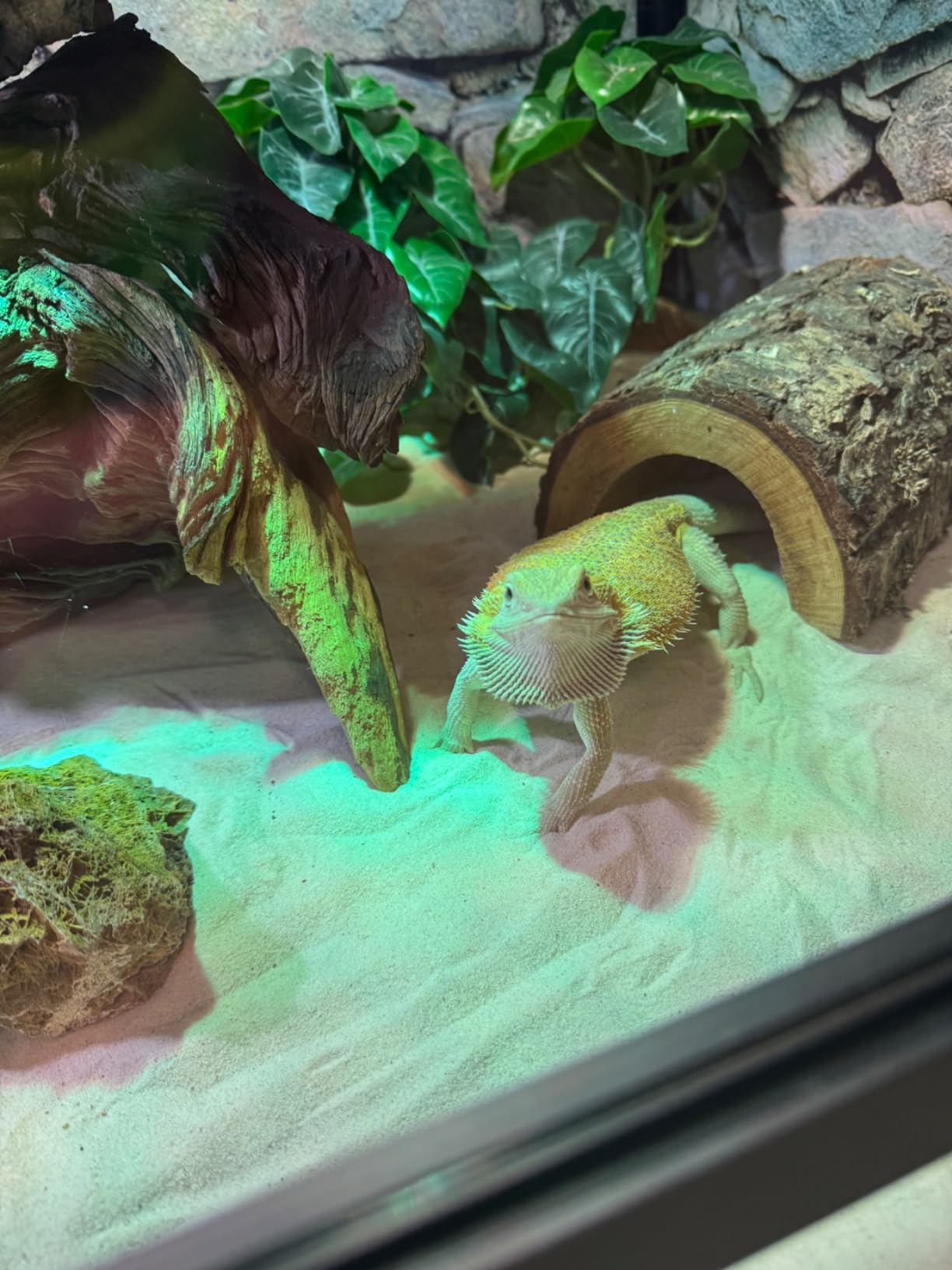 Reptile Habitats 4x2x2 (120 Gallon) Reptile Enclosure V3 PVC Panels, Glass Doors, Easy to Assemble customer photo 2