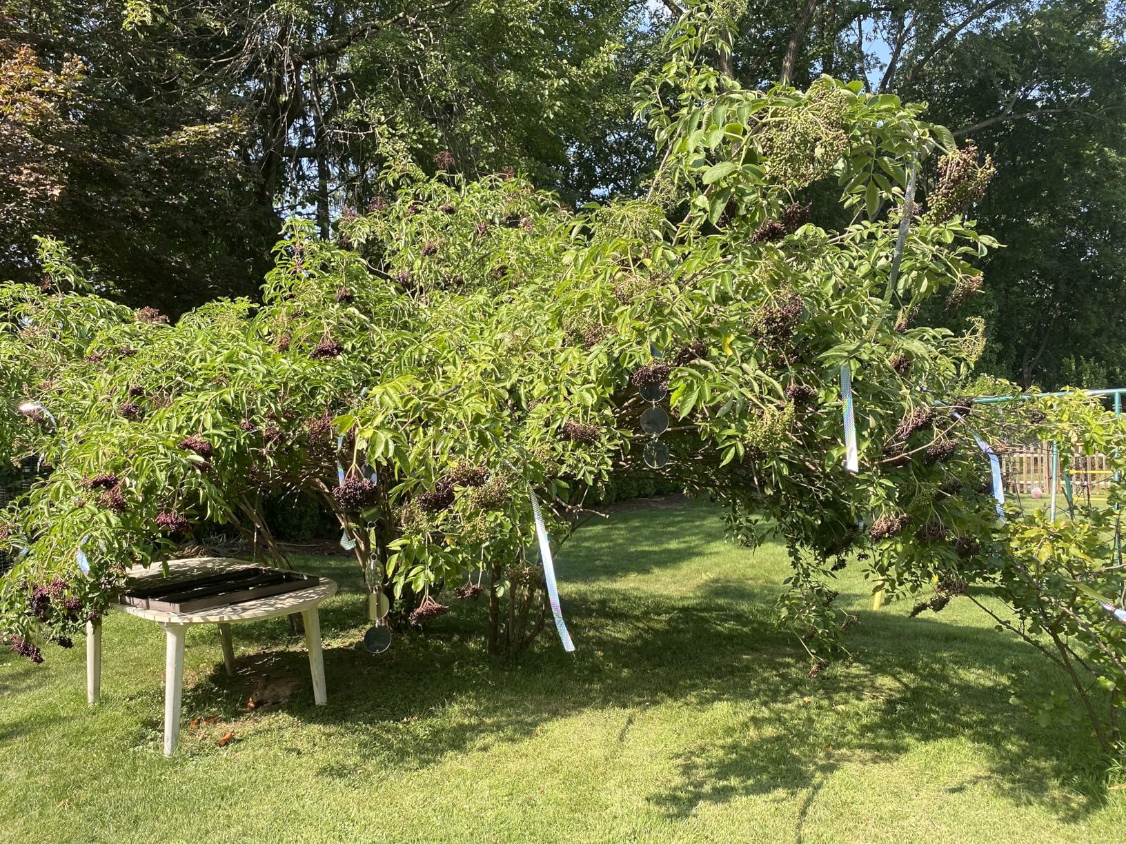 [492FT] Effective Birds Scare Ribbon, Reflective Flash Reflectors to Keep Pigeons, Hawks, Woodpeckers, Geeses Away from Trees Plants Crops customer photo 1