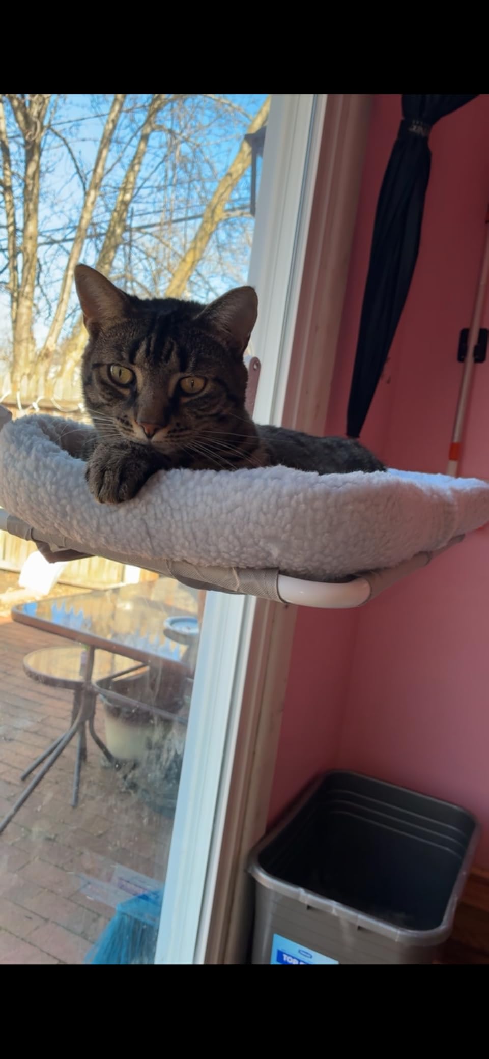 Zakkart Foldable Cat Hammock for Window - Cordless, Embeded Machine Washable Bed, Robust Metal Frame - Cat Window Perch for Large Cats and Kittens (White Bolster Bed, Medium) customer photo 1
