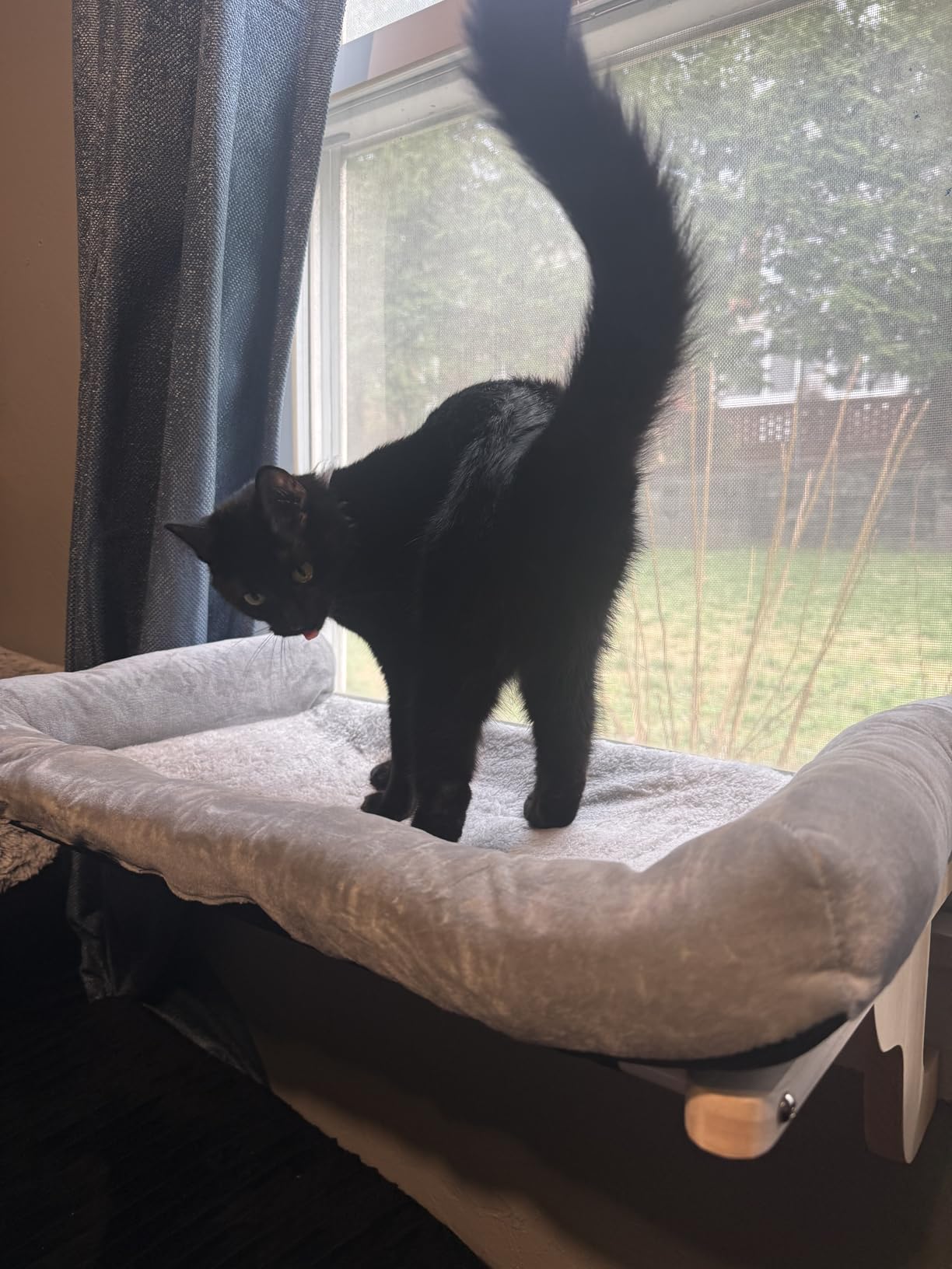Zakkart Cat Perch for Window Sill with Bolster - Orthopedic Hammock Design with Premium Hardwood & Robust Metal Frame - Cat Window Seat for Large Cats and Kittens - Natural Color Wood Gray Bed, 24''W customer photo 2