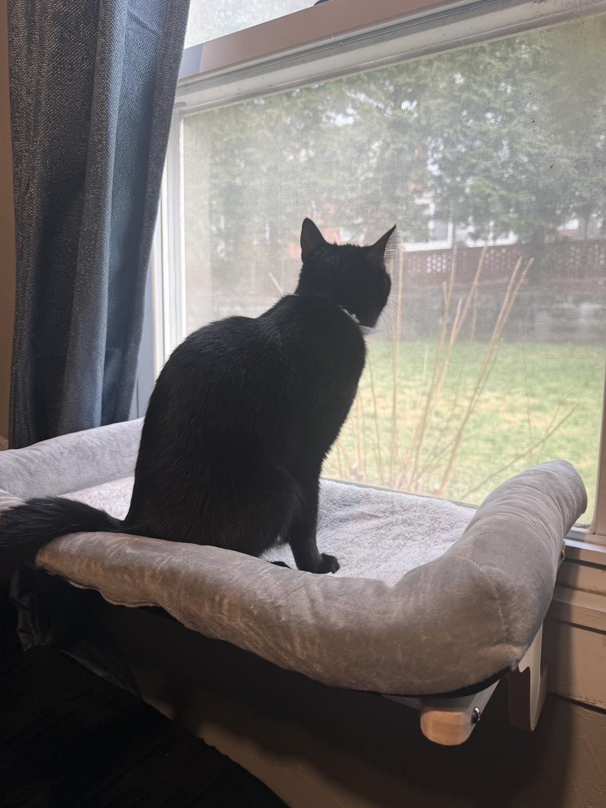 Zakkart Cat Perch for Window Sill with Bolster - Orthopedic Hammock Design with Premium Hardwood & Robust Metal Frame - Cat Window Seat for Large Cats and Kittens - Dark Stained Wood Gray Bed, 24''W customer photo 1