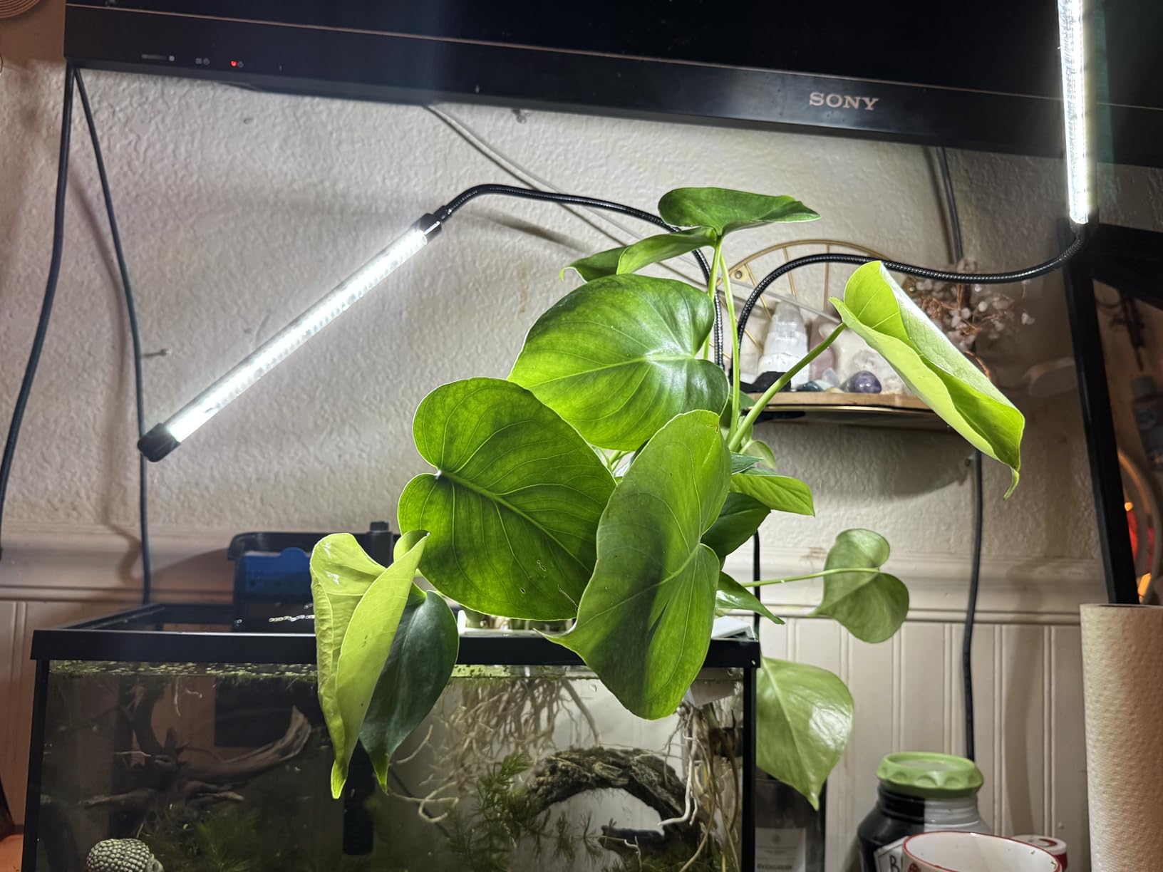 Grow Light 6500K Full Spectrum Plant Grow Lights 84 LED Plant Light with Clip Grow Lamp for Indoor Plants Growing Lamps（1PCS） customer photo 2