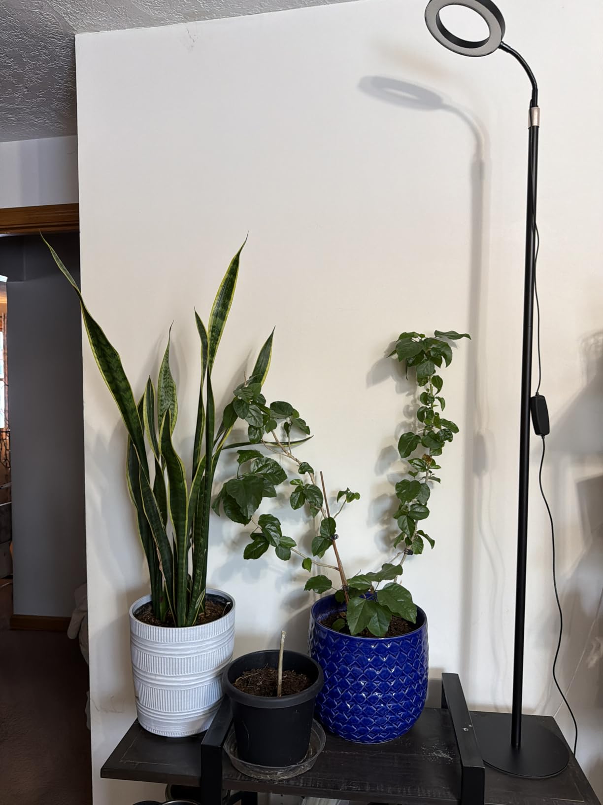 LBW Floor Grow Light with Stand for Large & Tall Indoor Plants, Full Spectrum Floor Plant Light, Auto On/Off Timer 6/8/12/16H, 5-Level Dimmable, 3 Lighting Modes, Adjustable Height up to 68'' customer photo 1