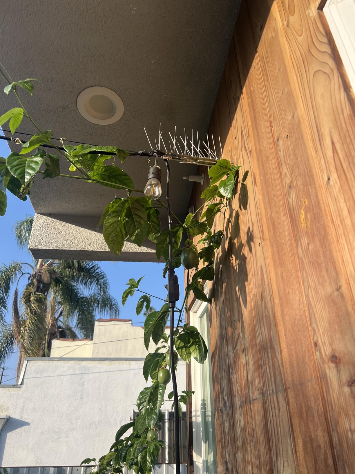 PANGCH Bird Spikes,Stainless Steel Bird Spikes Metal Bird Spikes Fence Spikes Easy to Install - 5 Strips 4.1 Feet Coverage customer photo 2