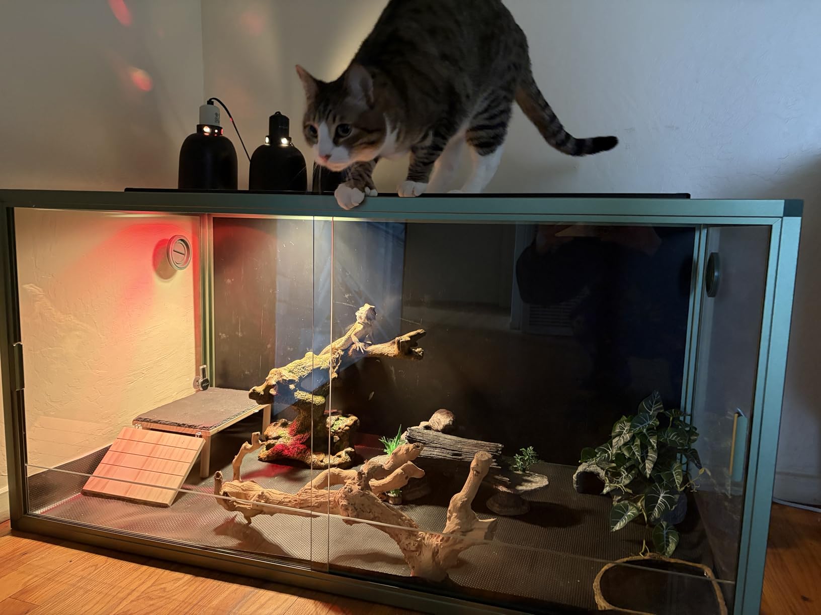 120 Gallon Bearded Dragon Tank, 48
