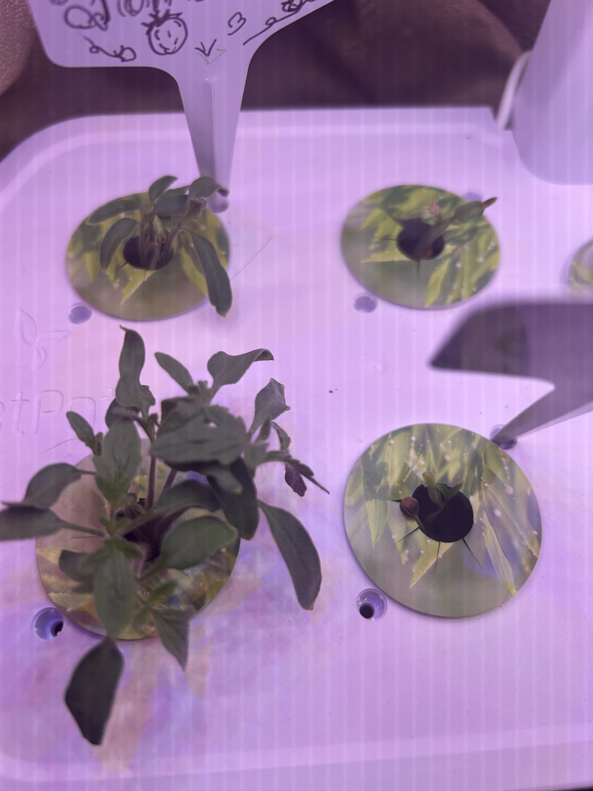 LetPot LPH-Air Hydroponics Growing System Kits, APP & WiFi Controlled Smart Indoor Garden with Adjustable 24W Grow Light Full Spectrum, 10 Pods Planter Indoor Gardening for Gifts, Kitchen, Vegetable customer photo 1