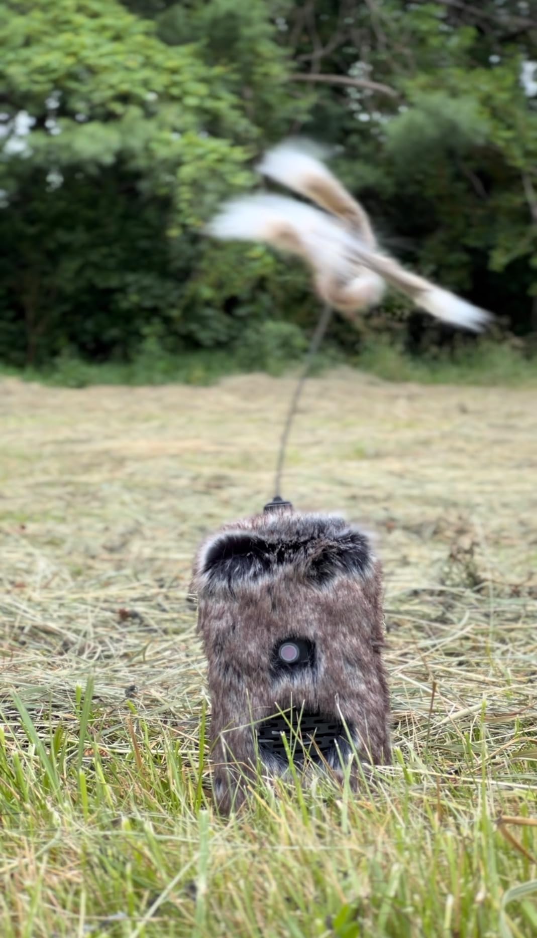 Icotec Furnace Predator Game Caller Decoy Combo - Designed for Coyote, Fox, Bobcat, Raccoon Hunting - 15 Sounds Included, 150 Yard Remote Range. customer photo 1