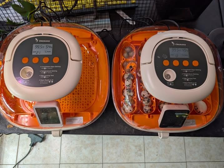 Chickcozy 25 Egg Incubator, Automatic Egg Turner with Thermometer Seat and Humidity Control, Egg Candler, 360° View with Clear Window, Incubators for Hatching Chicks (Sunlit Orange) customer photo 1