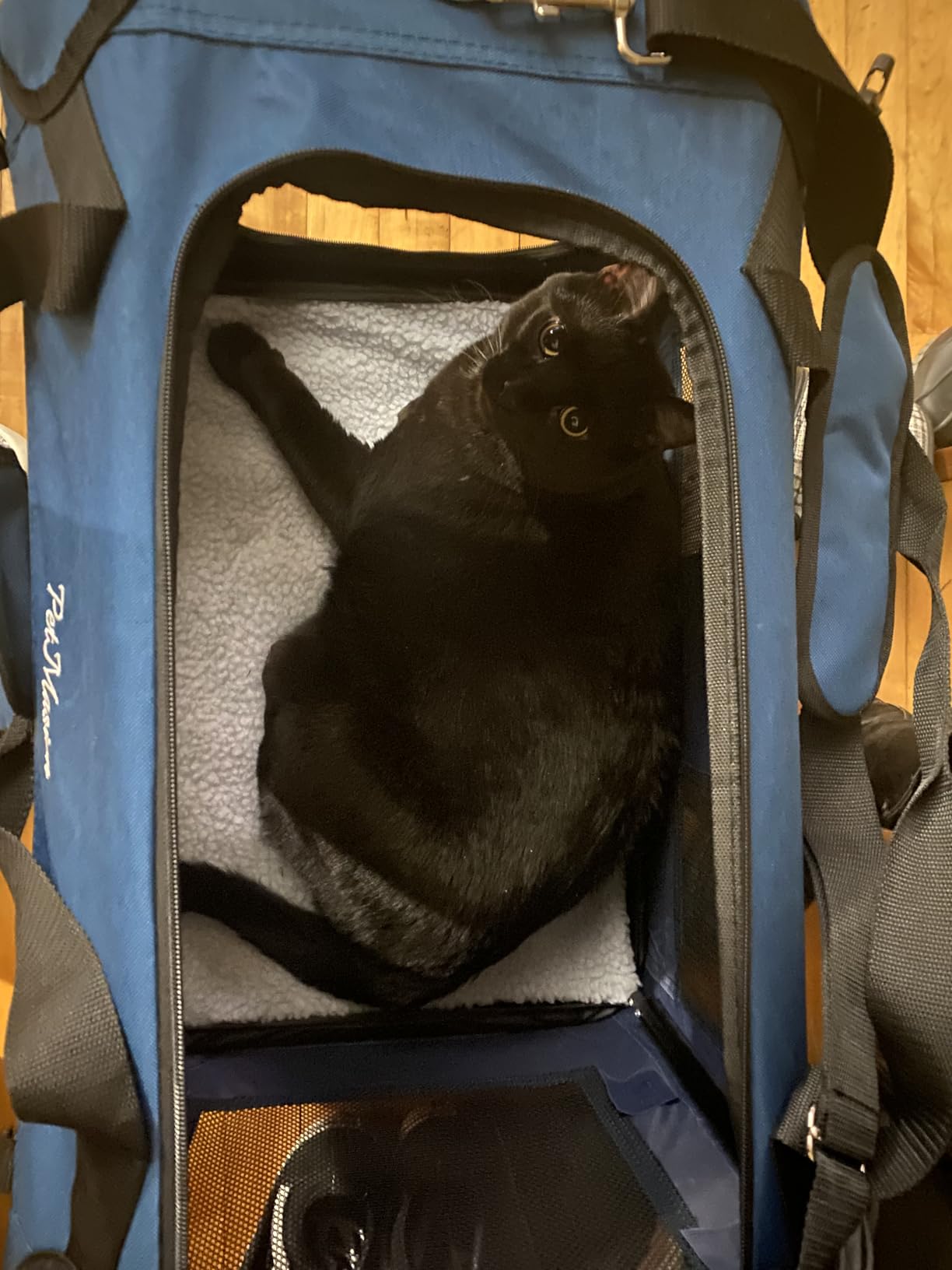 Extra Large Cat Carrier for 2 Cats, Collapsible Soft Sided Pet XL Crate for Large Medium Big Cat 20lbs+, Car Travel Portable Bag for Long Trips Ride 24
