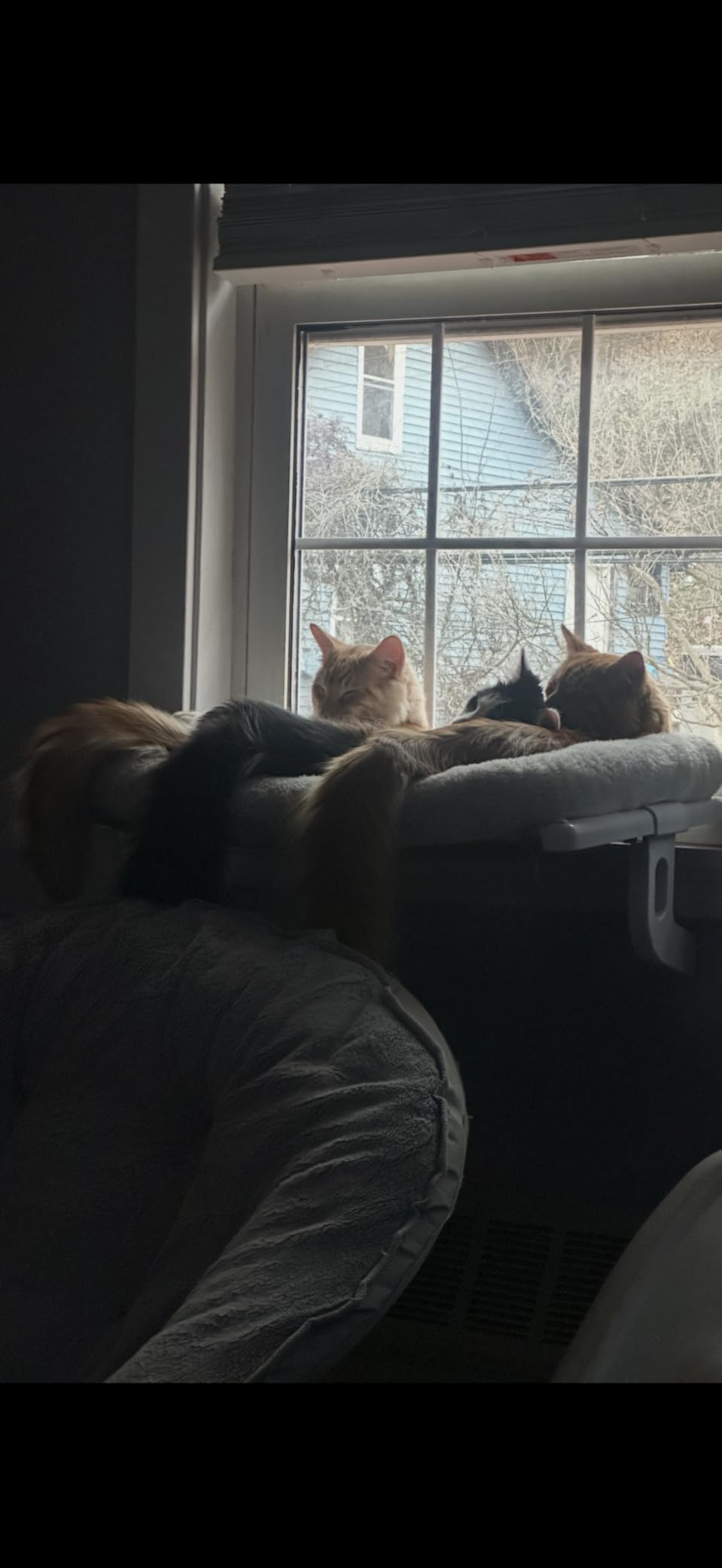 Cat Window Sill Perch with Large Bolster, Easy to Adjust & Assemble Cat Window Seat for Windowsill & Bedside, Pet Hammock Bed for Large Cats and Kittens (Grey, L) customer photo 1