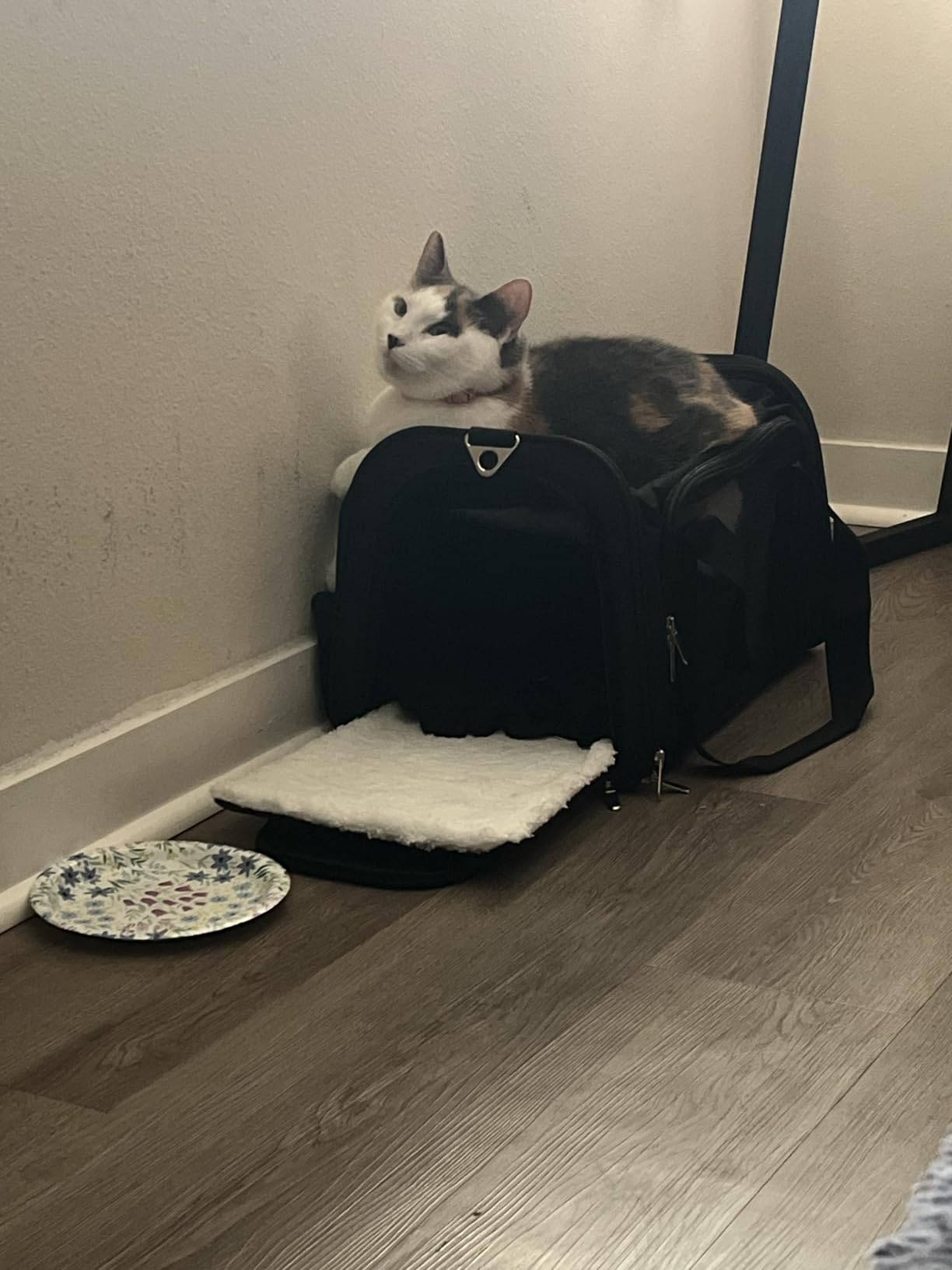 Soft-Sided Cat/Dog/Pet Carrier, Collapsible Pets Travel Carriers for Big Cats/Small Dogs with Shoulder Strap & Removable Mat, Mesh Puppy Carry Bag, Up to 16 Lbs, TSA Airline Approved(Gray) customer photo 1