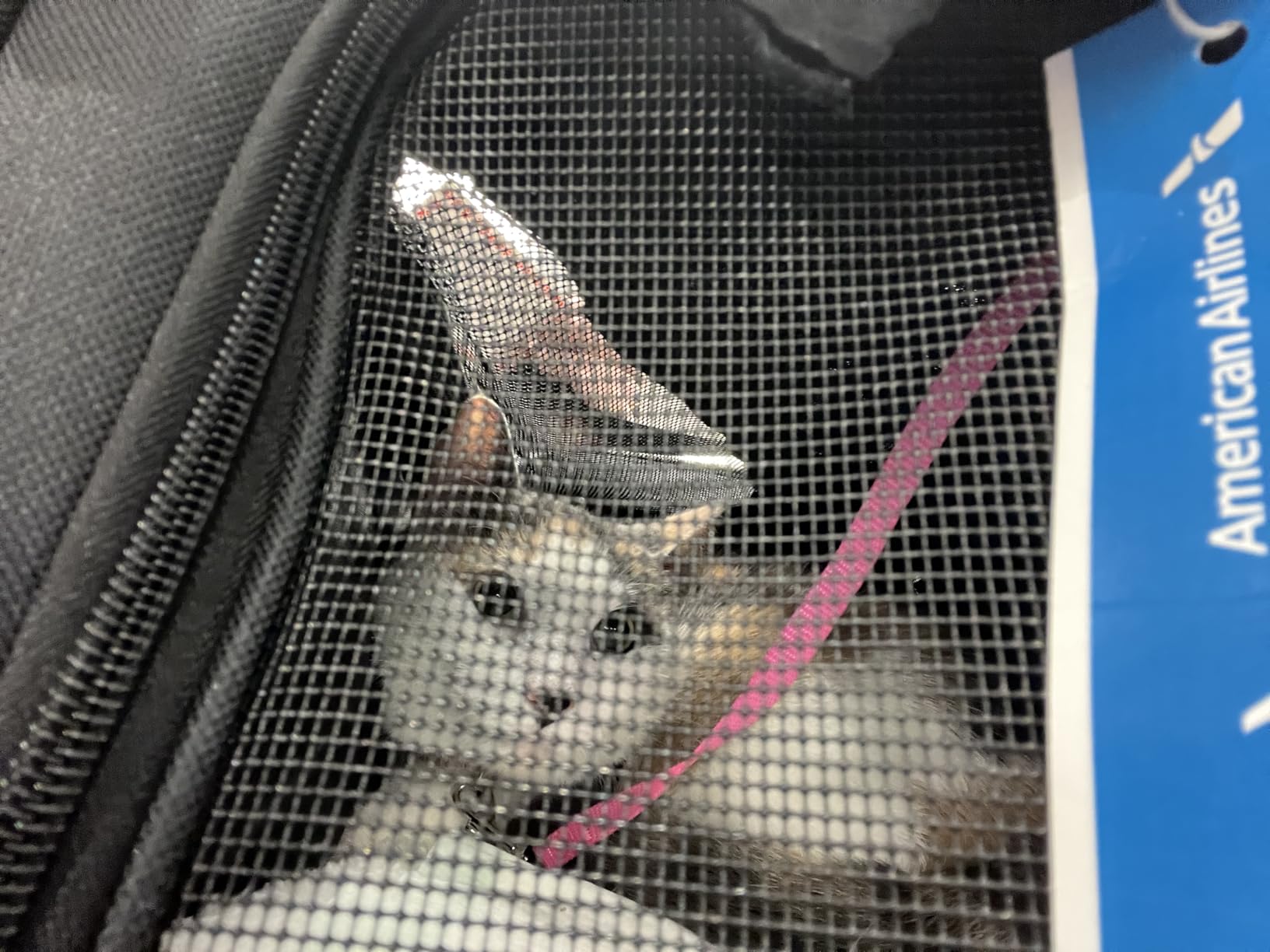 Soft-Sided Cat/Dog/Pet Carrier, Collapsible Pets Travel Carriers for Big Cats/Small Dogs with Shoulder Strap & Removable Mat, Mesh Puppy Carry Bag, Up to 16 Lbs, TSA Airline Approved(Gray) customer photo 2