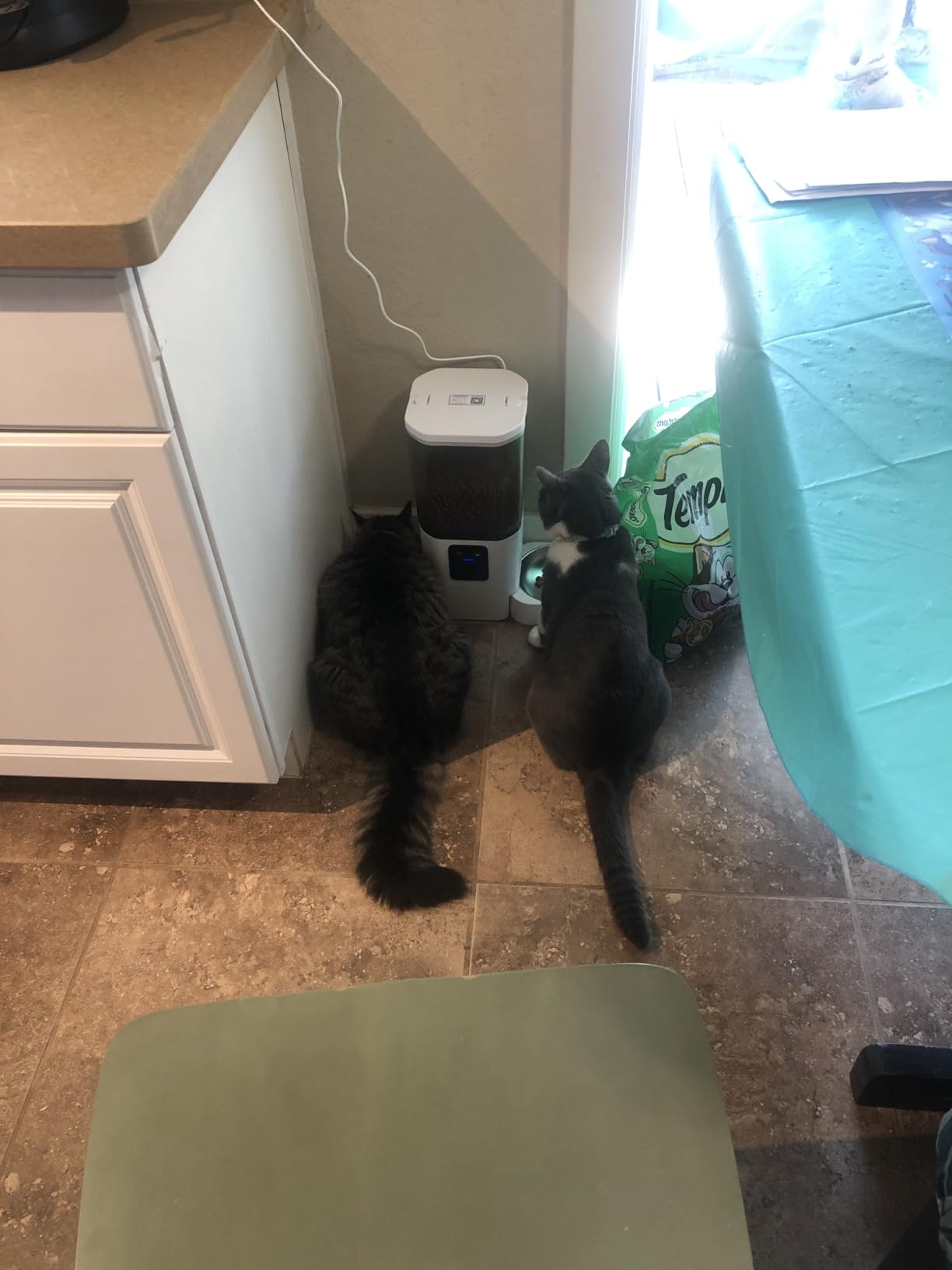 Automatic Cat Feeder 2 Cats with Slow Feed: Dual Automatic Dog Feeder with 5G WiFi, Cat Food Dispenser with APP Control for Multiple Pets, Detachable for Easy Clean, Double Pet Bowl - 29 Cup customer photo 2