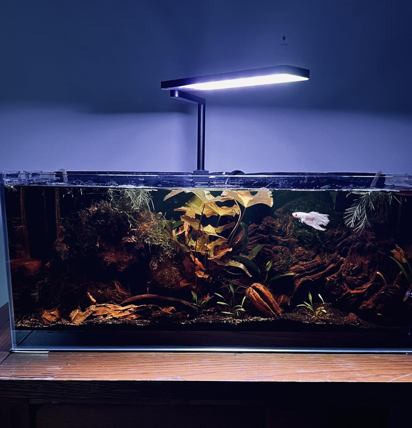 FZONE Solo Series Nano LED Aquarium Light, Full Spectrum and Dimmable, App-Controlled, for Freshwater and Planted Tanks customer photo 1